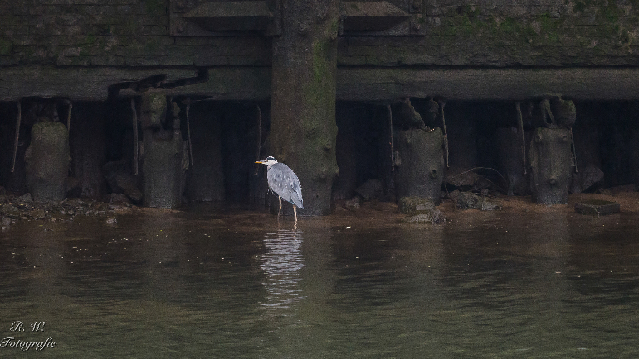 Panasonic Lumix DMC-GH3 + LEICA DG 100-400/F4.0-6.3 sample photo. Graureiher photography