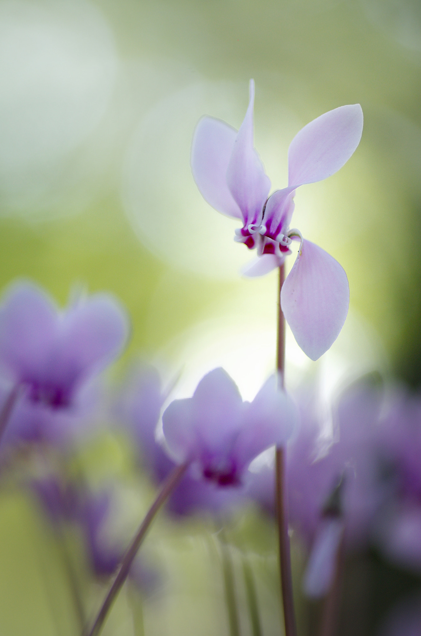 Pentax K-5 + Tamron SP AF 90mm F2.8 Di Macro sample photo. Elévation photography