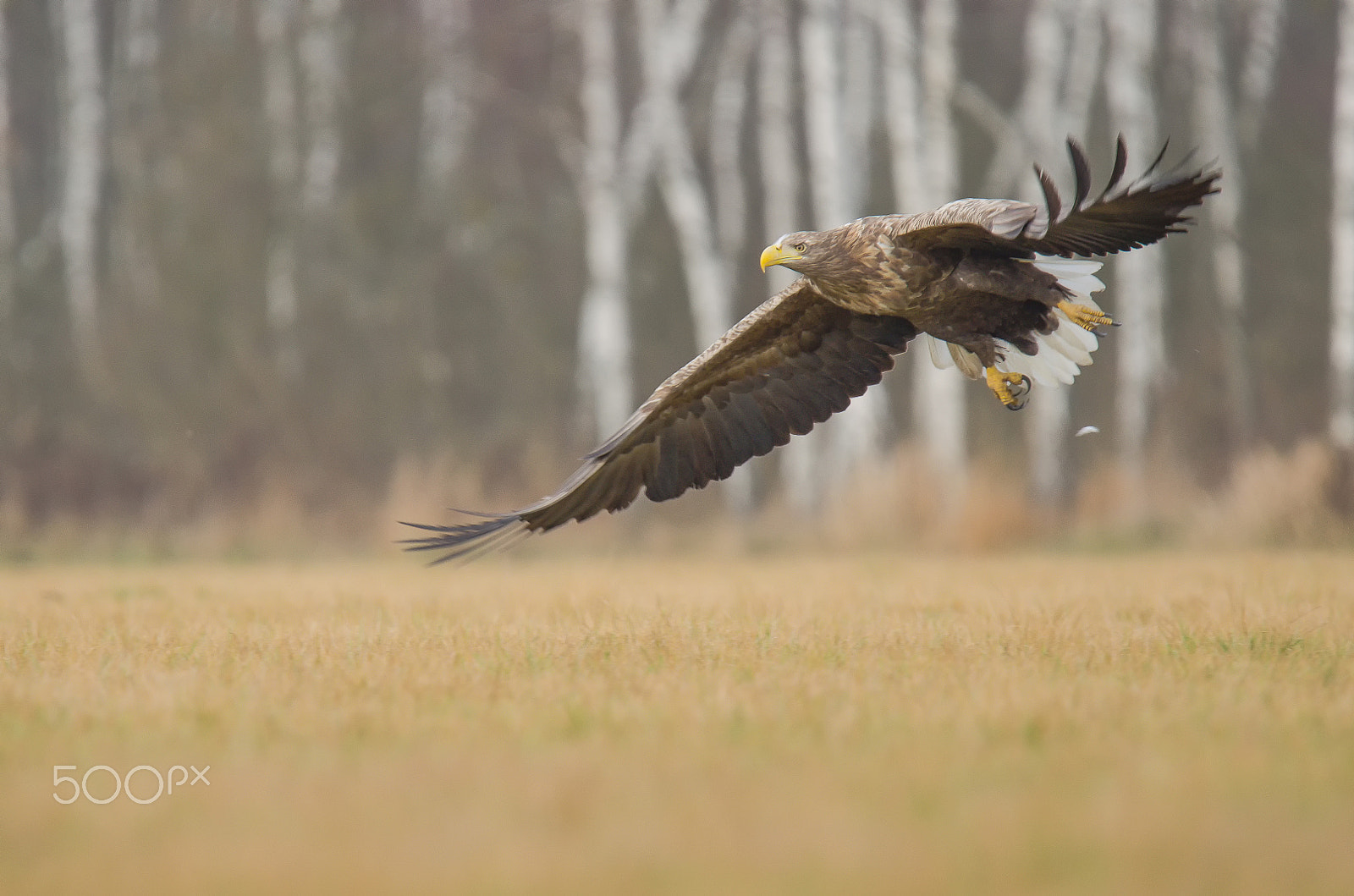 Nikon D5100 sample photo. White-tailed eagle (haliaeetus albicilla) photography