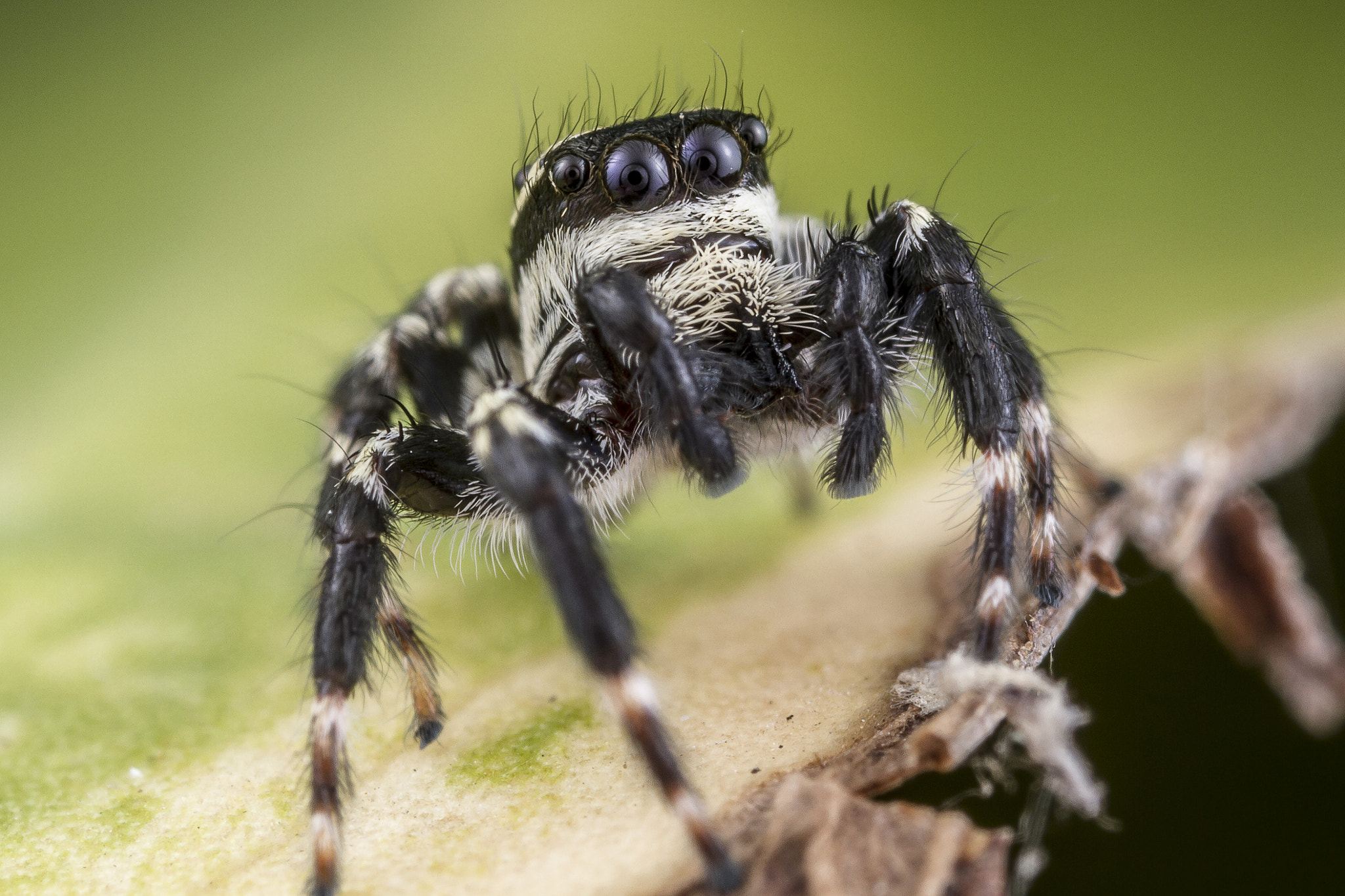 Canon EOS 7D + Canon MP-E 65mm F2.5 1-5x Macro Photo sample photo. B&w jumping spider photography