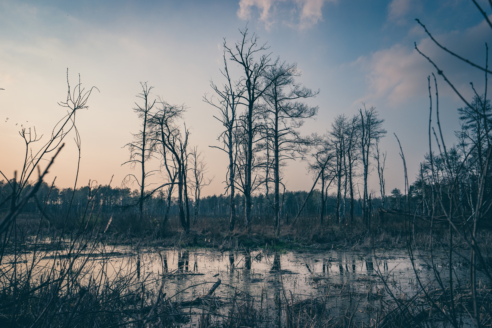 Samsung NX500 sample photo. Forgotten forest photography