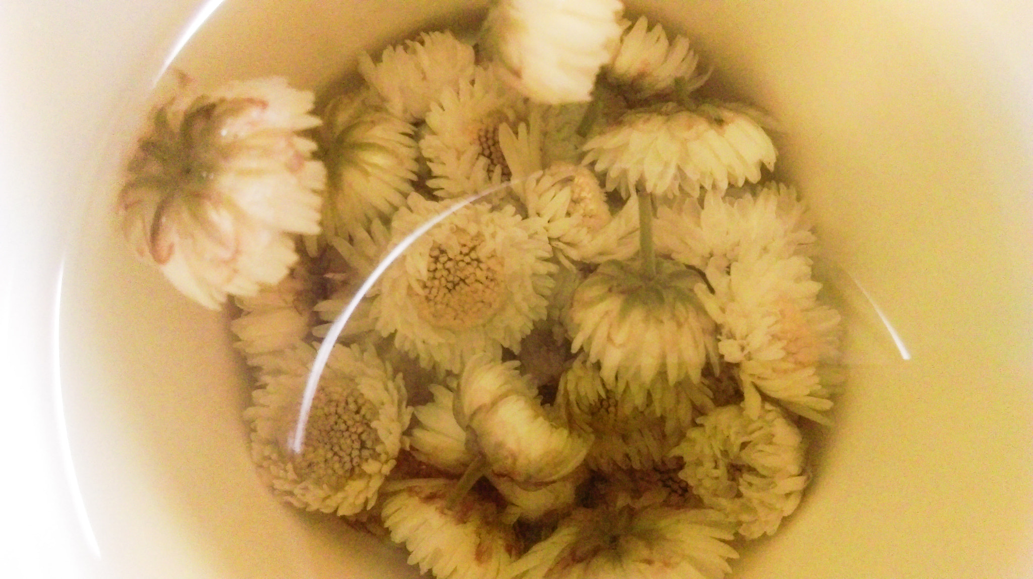 HTC DESIRE 826 DUAL SIM sample photo. Chrysanthemum photography