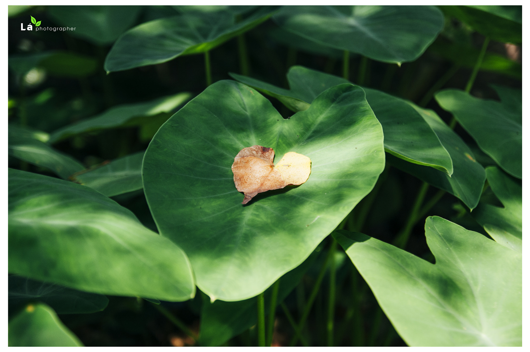 Nikon D300S sample photo. <3 photography