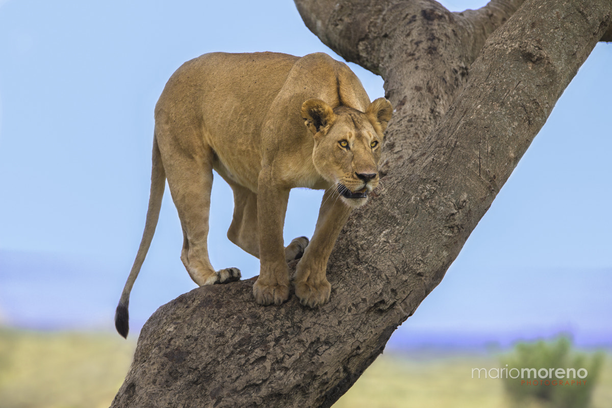 Canon EF 300mm F2.8L IS USM sample photo. Tree stalker photography