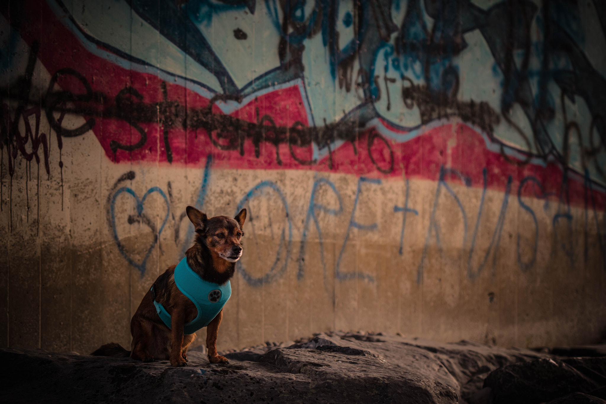 Sigma 70-200mm F2.8 EX DG Macro HSM II sample photo. Little gangsta dog photography