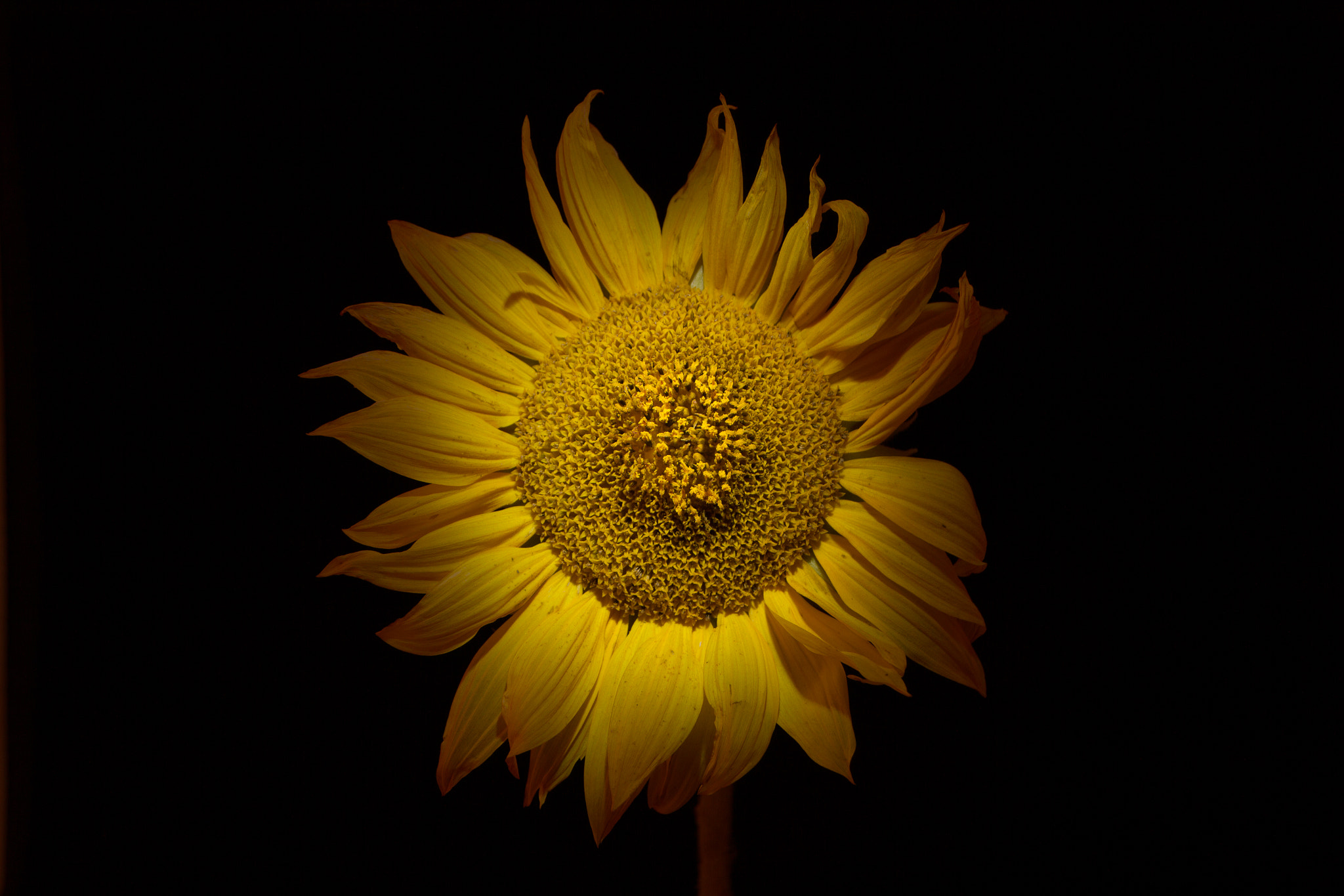 Canon EOS 7D + Sigma 18-200mm f/3.5-6.3 DC OS HSM [II] sample photo. Sunflower photography