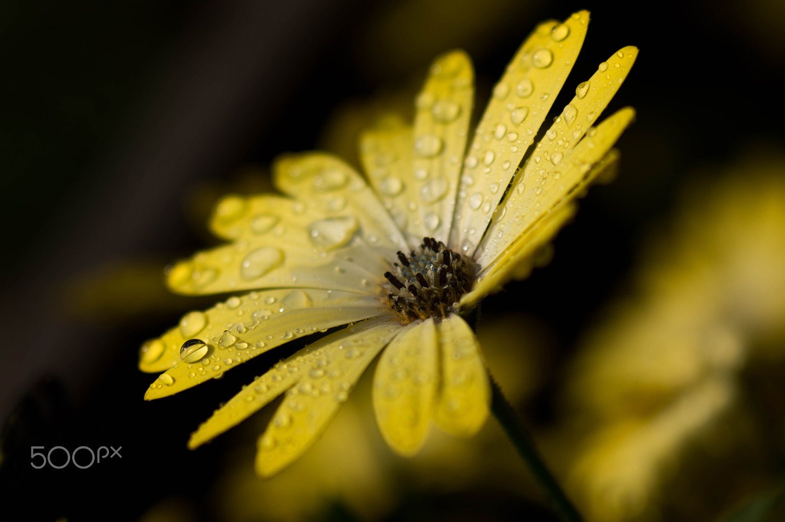 Pentax K-3 + A Series Lens sample photo. Yellow beauty photography