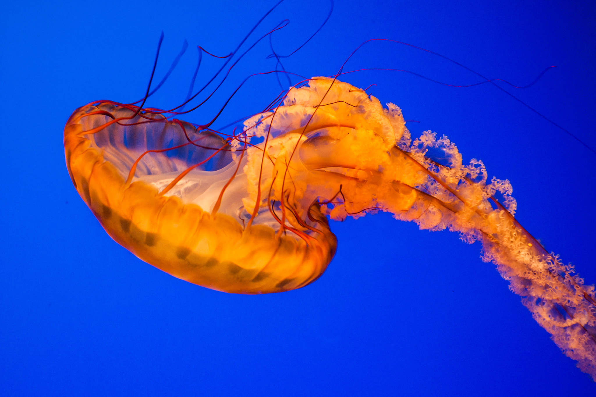 Sony Alpha DSLR-A700 sample photo. Jellyfish photography