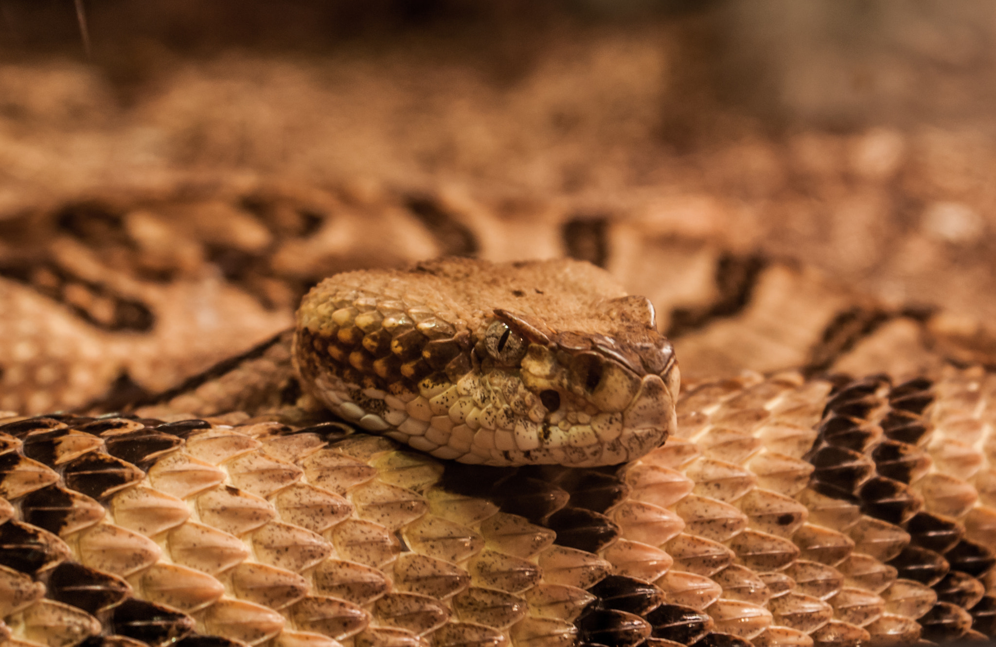 Sony Alpha DSLR-A700 sample photo. Rattlesnake photography