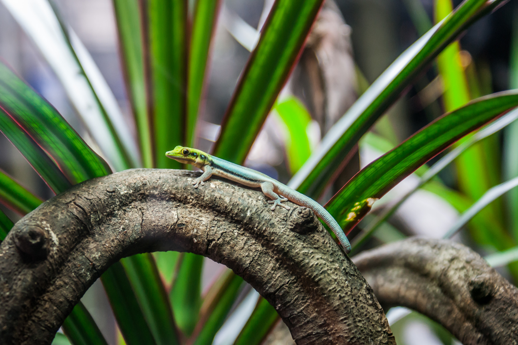 Sony Alpha DSLR-A700 sample photo. Rain forest lizard photography
