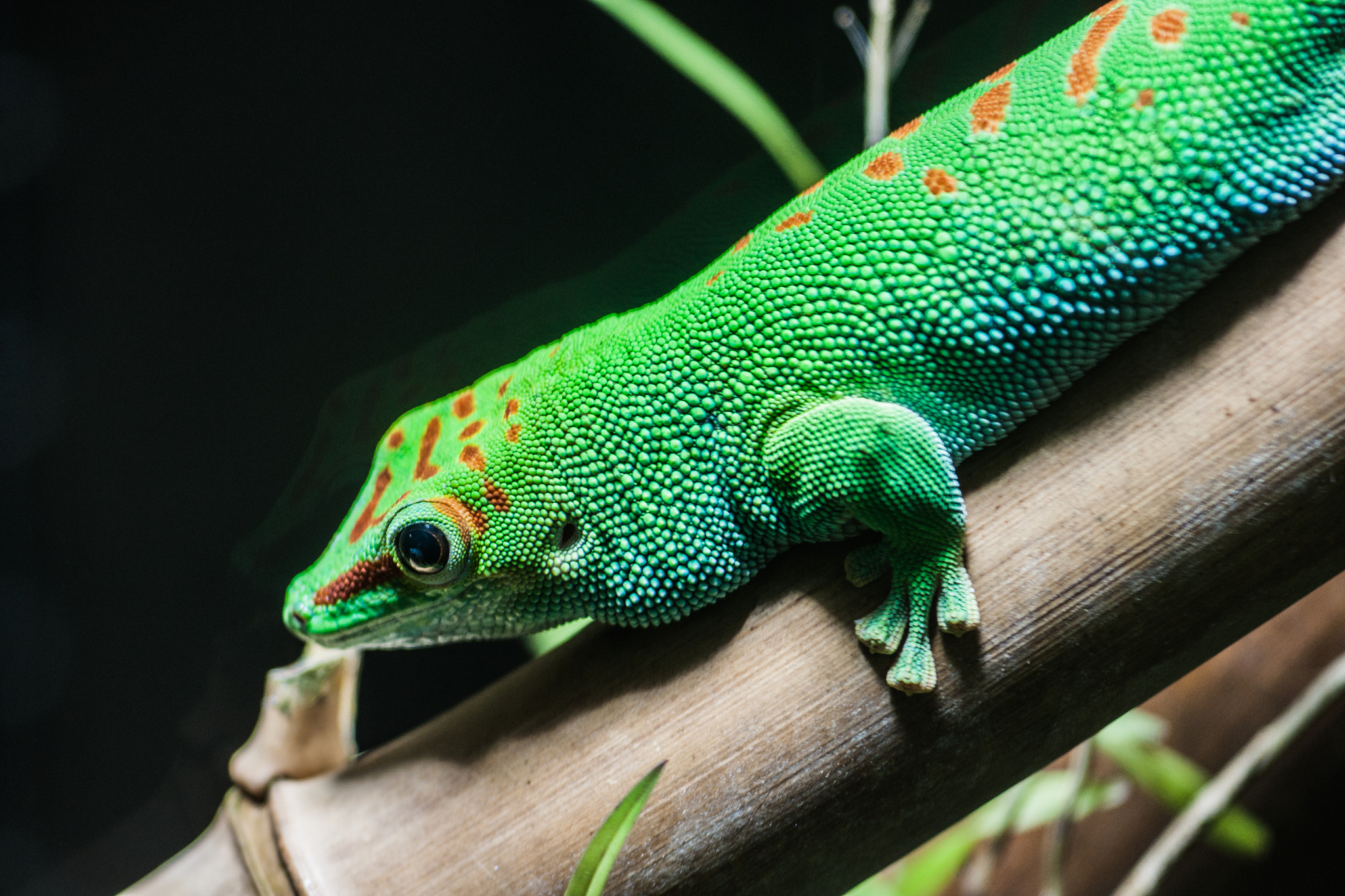 Sony Alpha DSLR-A700 sample photo. Rain forest lizard photography