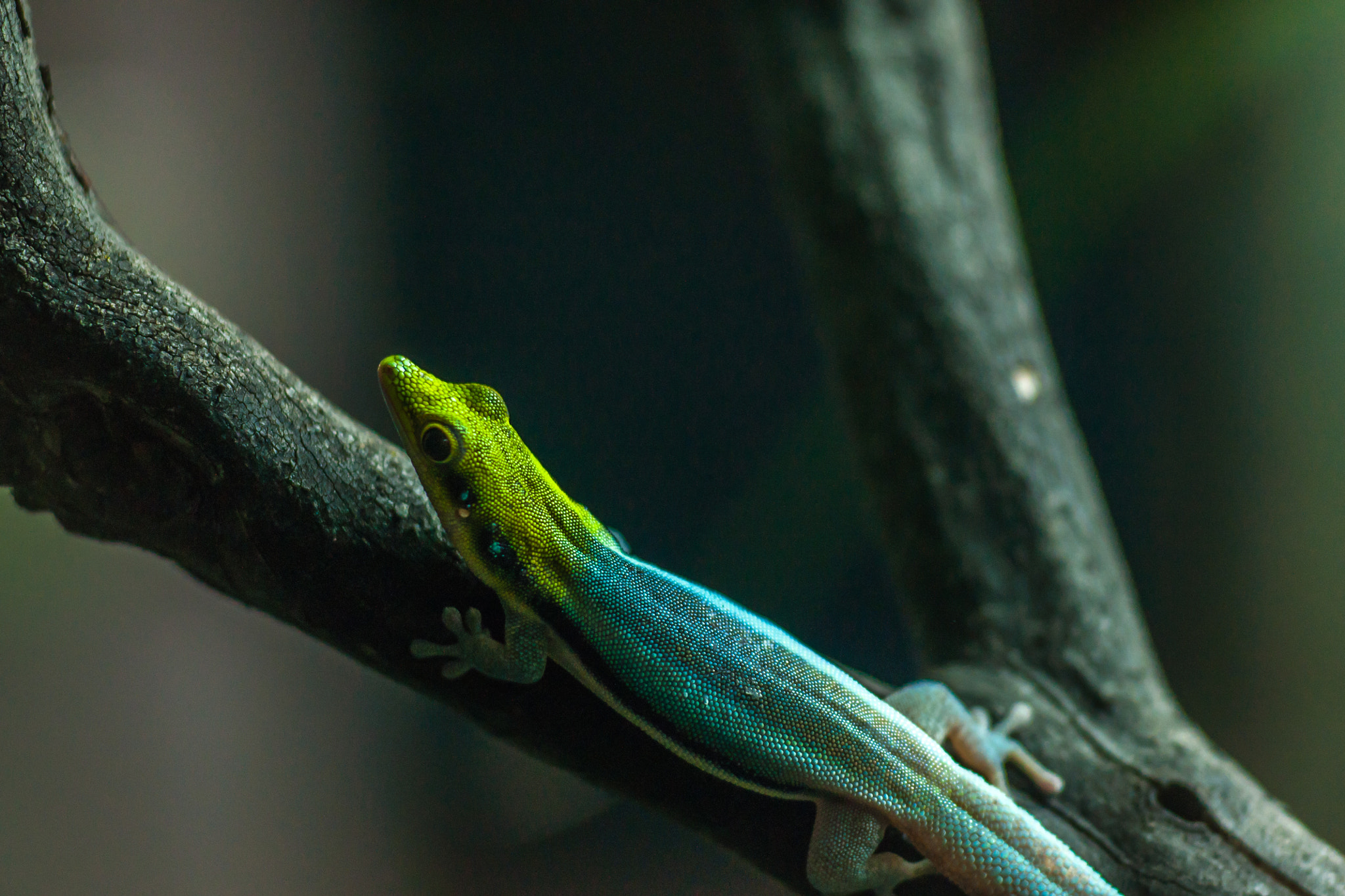 Sony Alpha DSLR-A700 + Tokina EMZ M100 AF 100mm F3.5 sample photo. Rain forest lizard photography