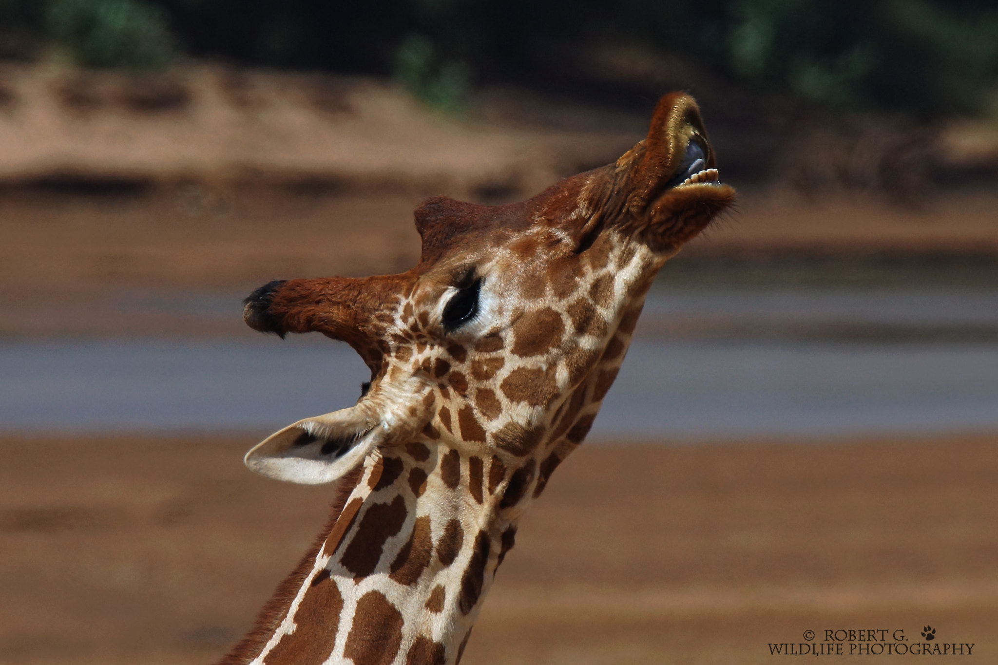Sony SLT-A77 sample photo. Giraffe portrait  samburu 2016 photography