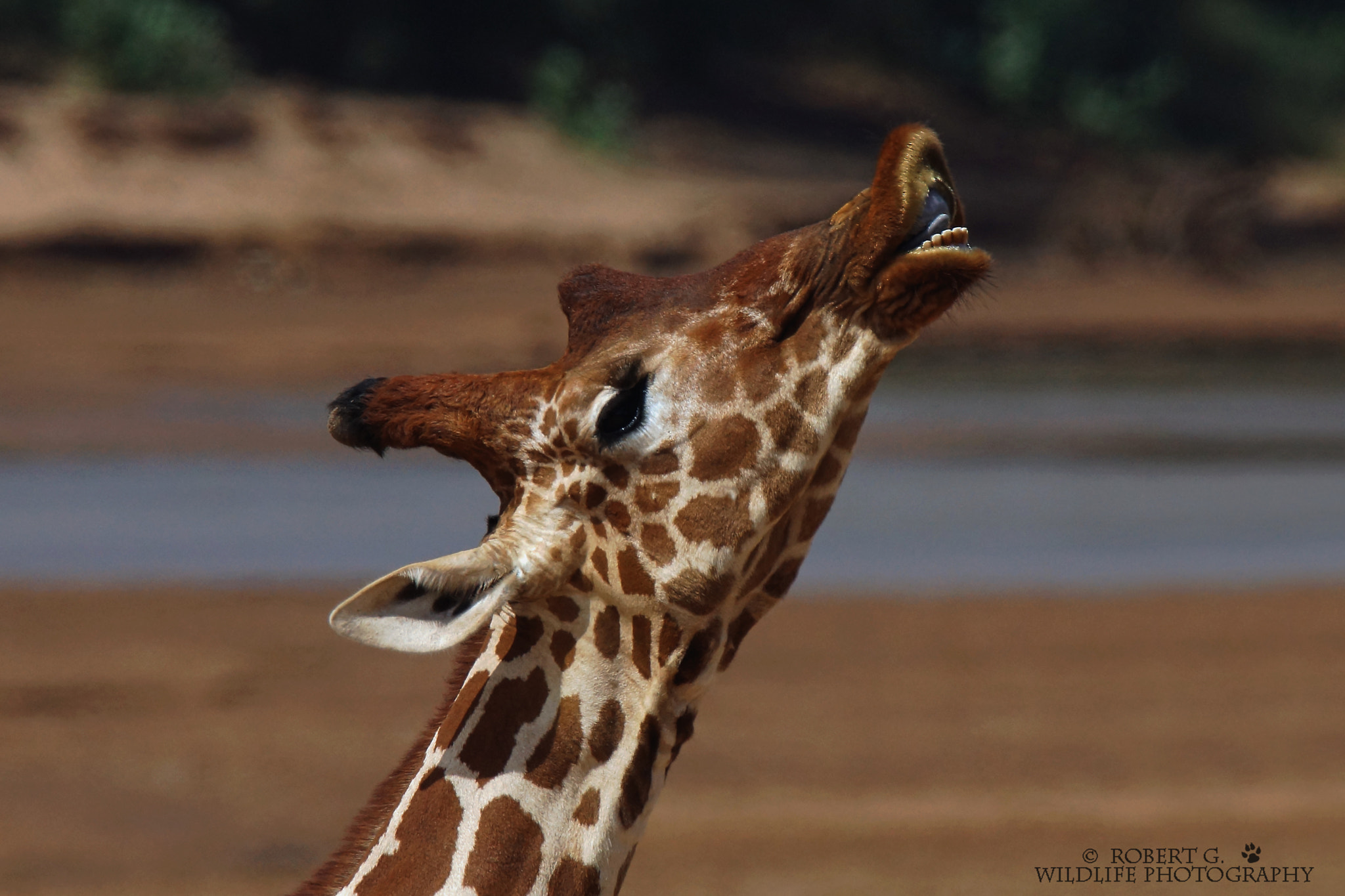 Sony SLT-A77 + Tamron SP 150-600mm F5-6.3 Di VC USD sample photo. Giraffe portrait  samburu 2016 photography