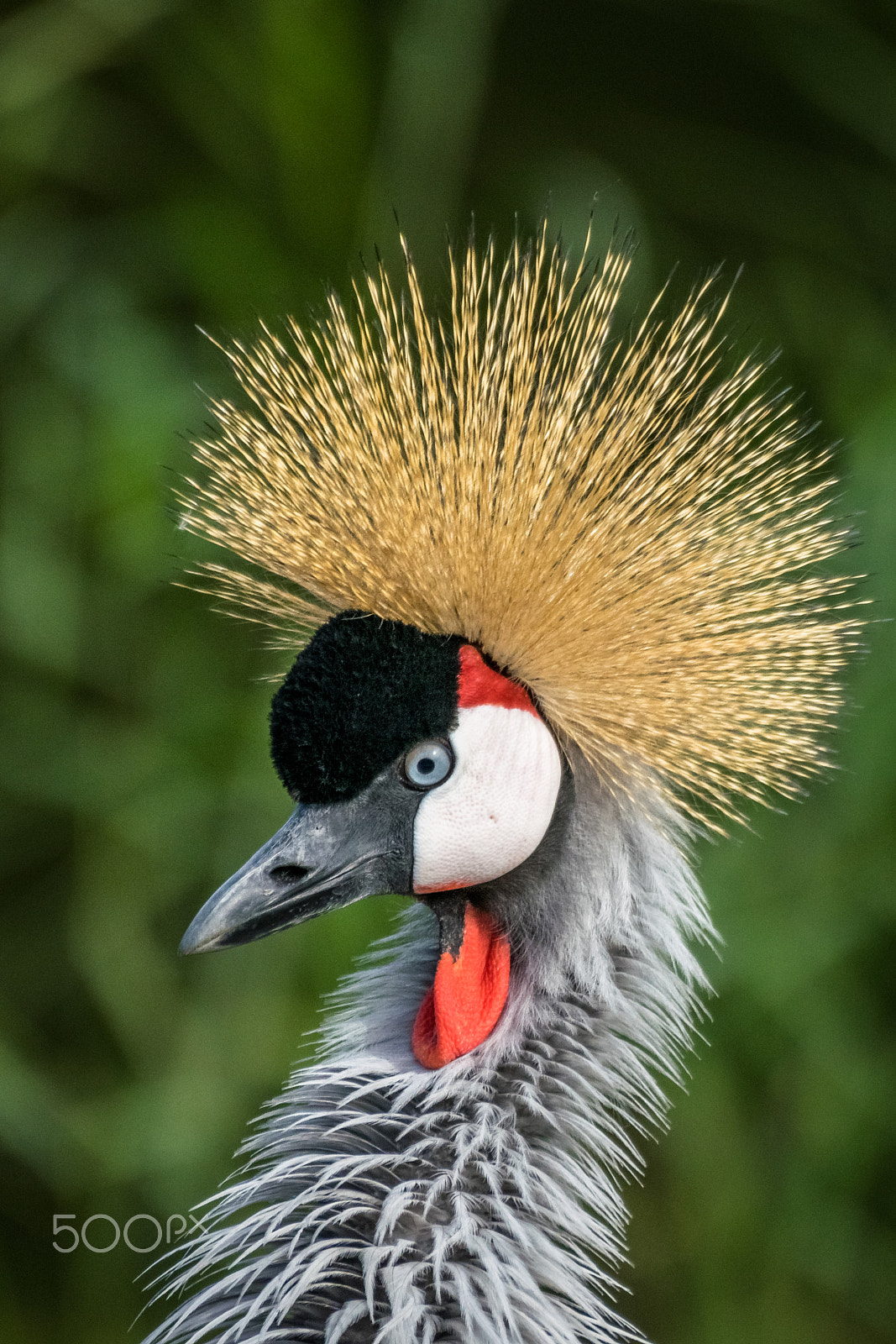 Nikon D5300 + Sigma 50-500mm F4.5-6.3 DG OS HSM sample photo. Crown crane photography