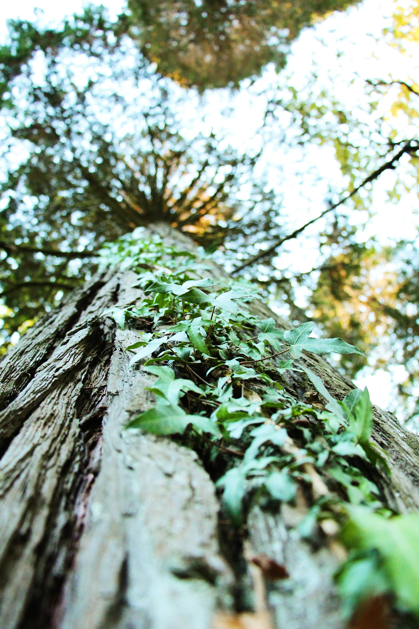 Canon EOS 700D (EOS Rebel T5i / EOS Kiss X7i) + Canon EF 200mm f/1.8L sample photo. Prespective photography