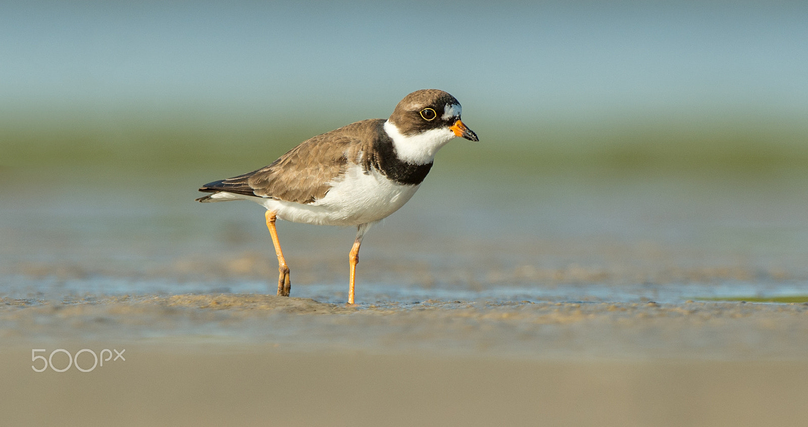 Nikon D4 sample photo. Semi-palmated plover photography