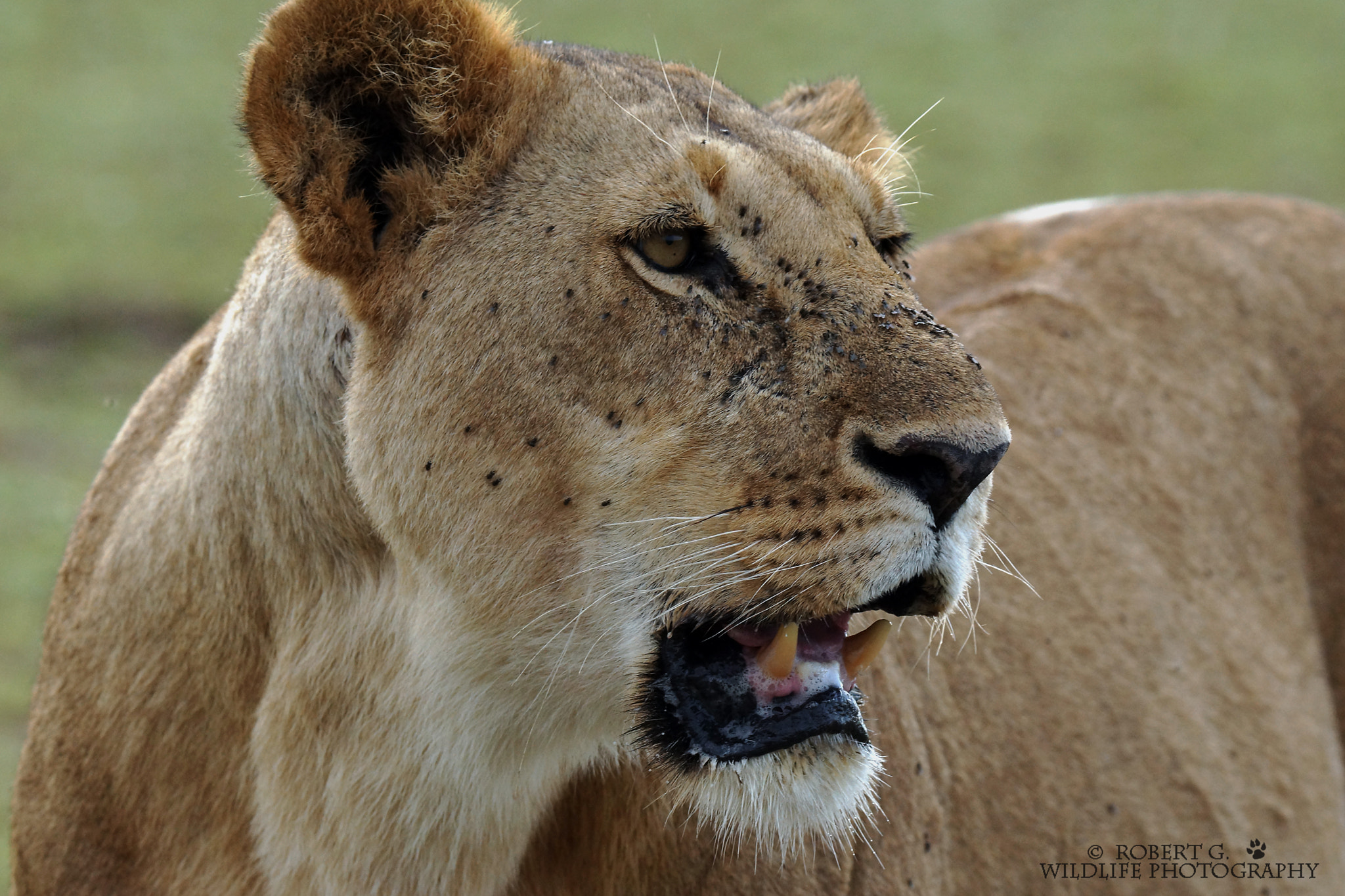 Sony SLT-A77 sample photo. Lion portrait masai mara 2016 photography