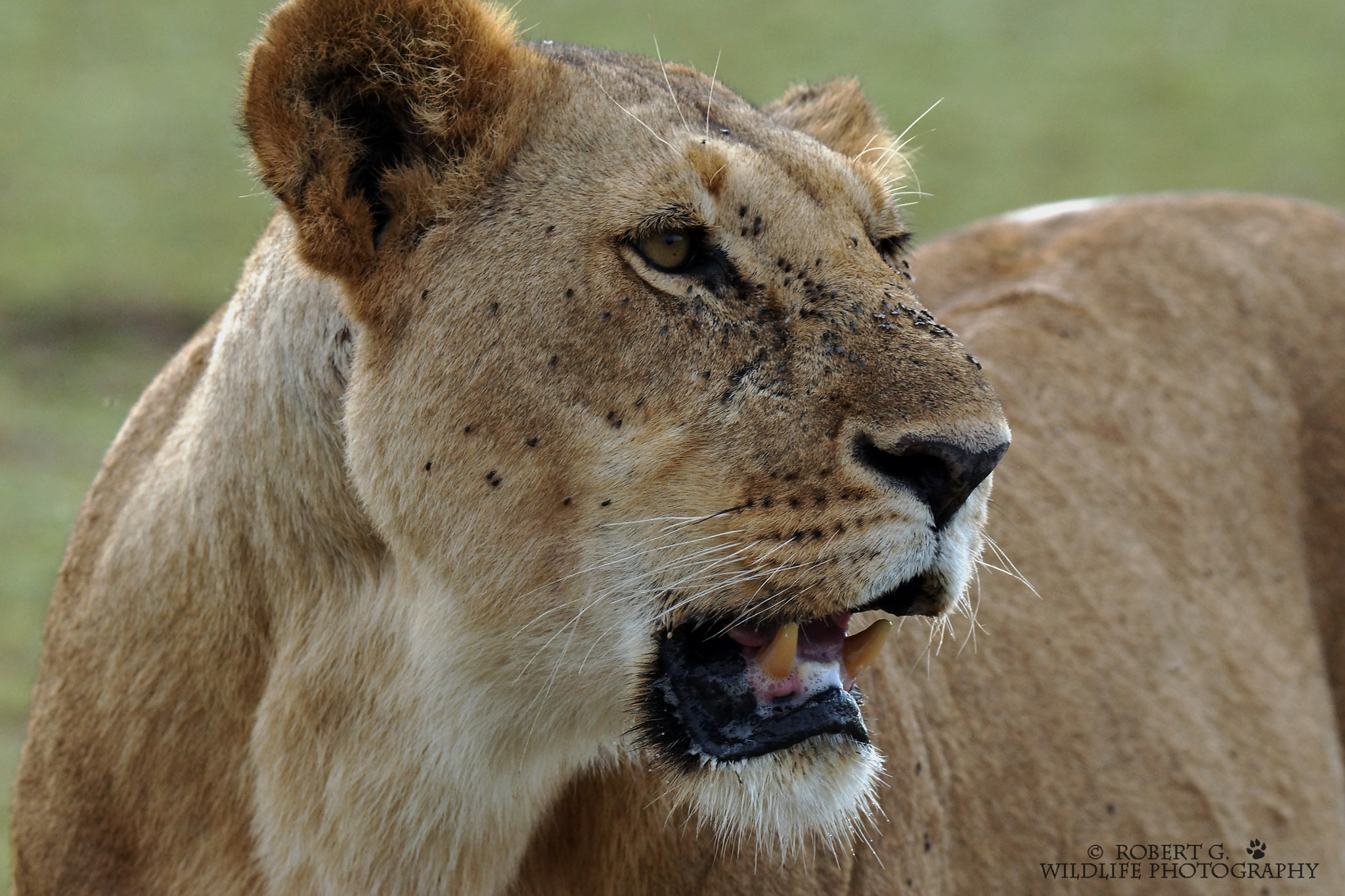 Tamron SP 150-600mm F5-6.3 Di VC USD sample photo. Lion portrait masai mara 2016 photography