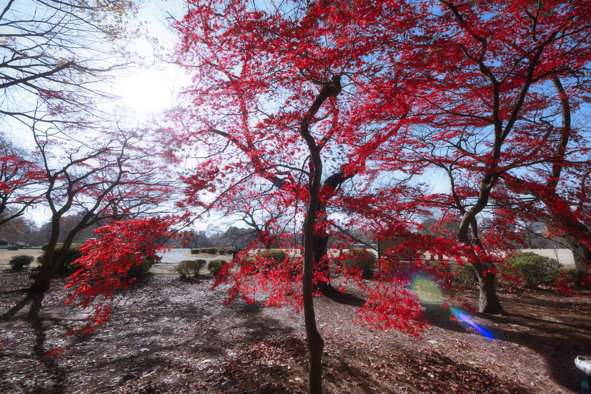 Canon EOS 40D + Sigma 8-16mm F4.5-5.6 DC HSM sample photo. Autumn leaves photography