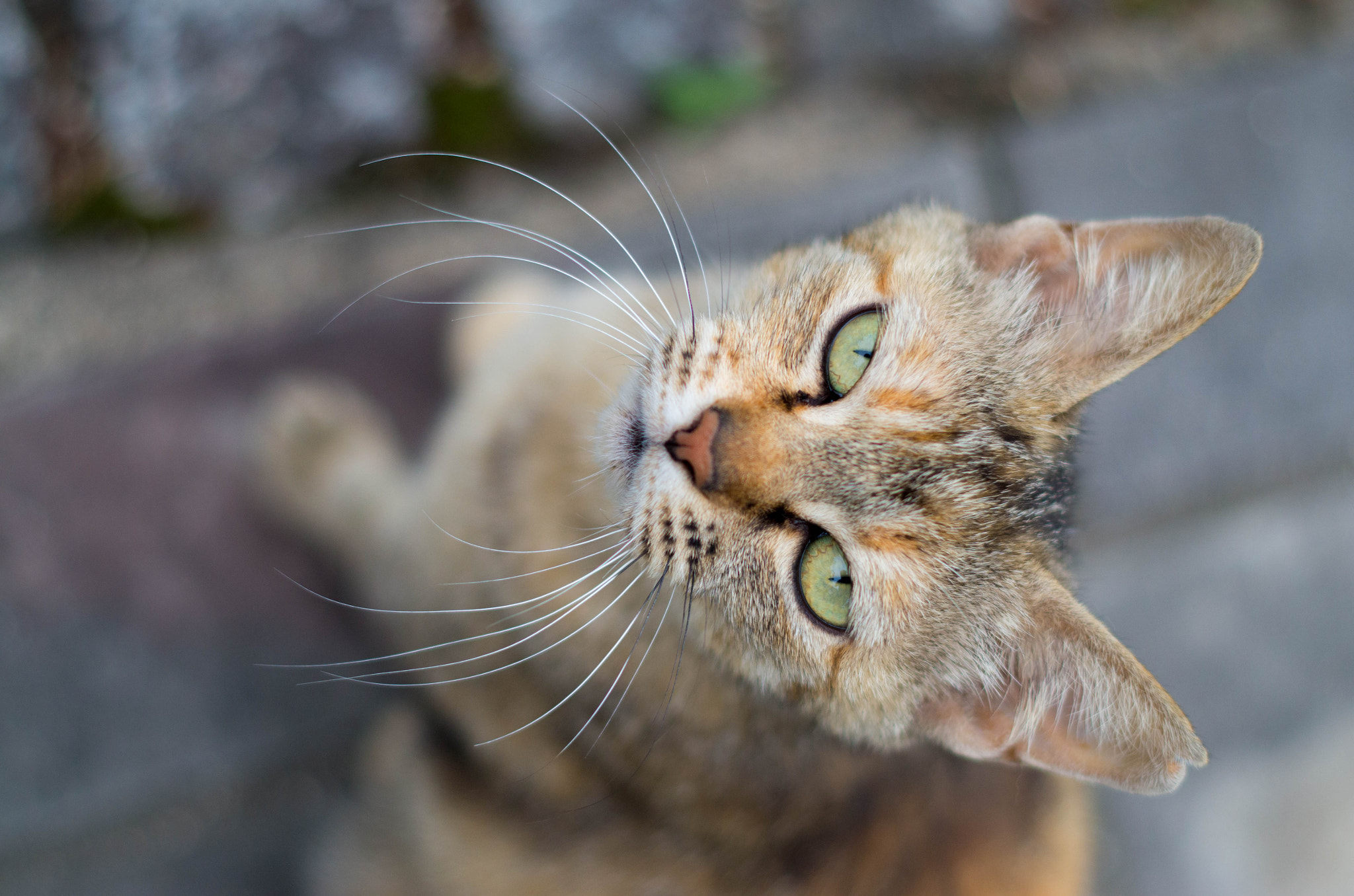 Pentax K-30 + Pentax smc DA 50mm F1.8 sample photo. Cat photography