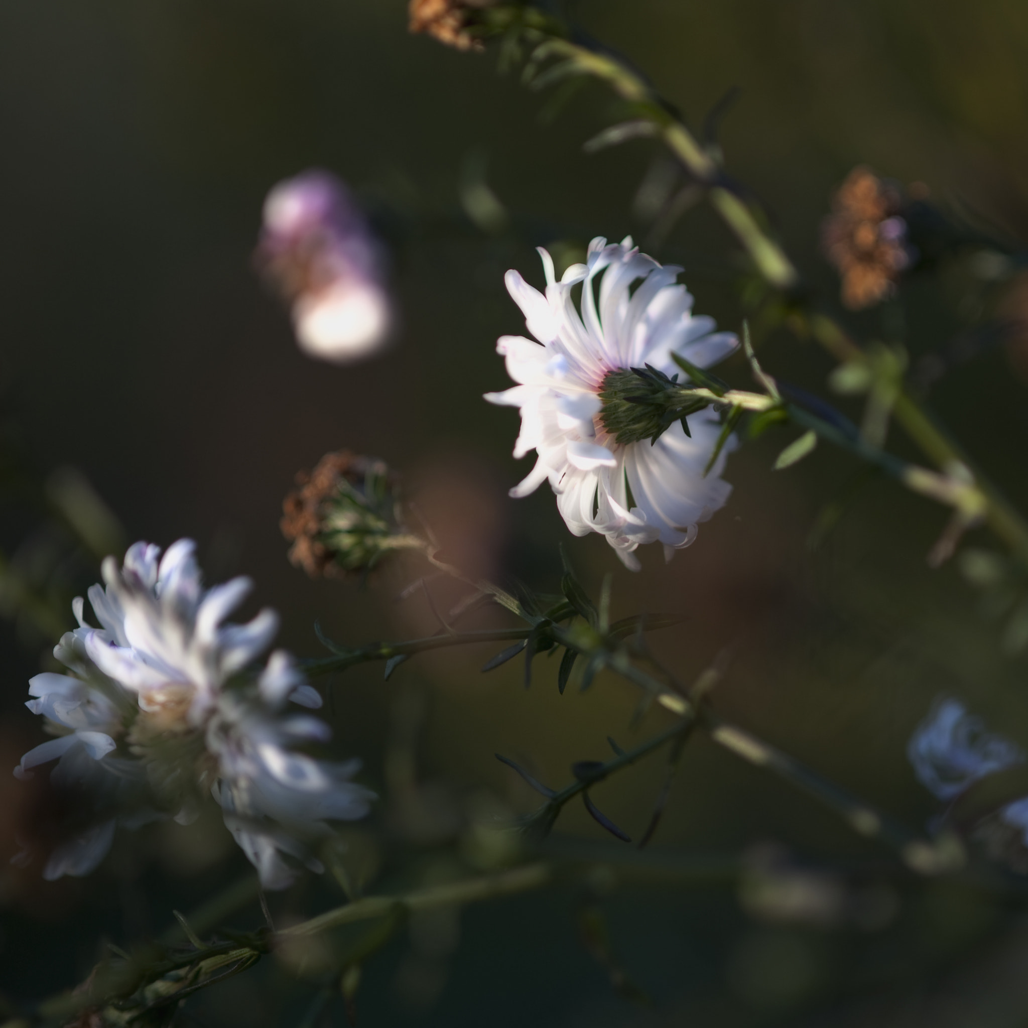 Nikon D3 sample photo