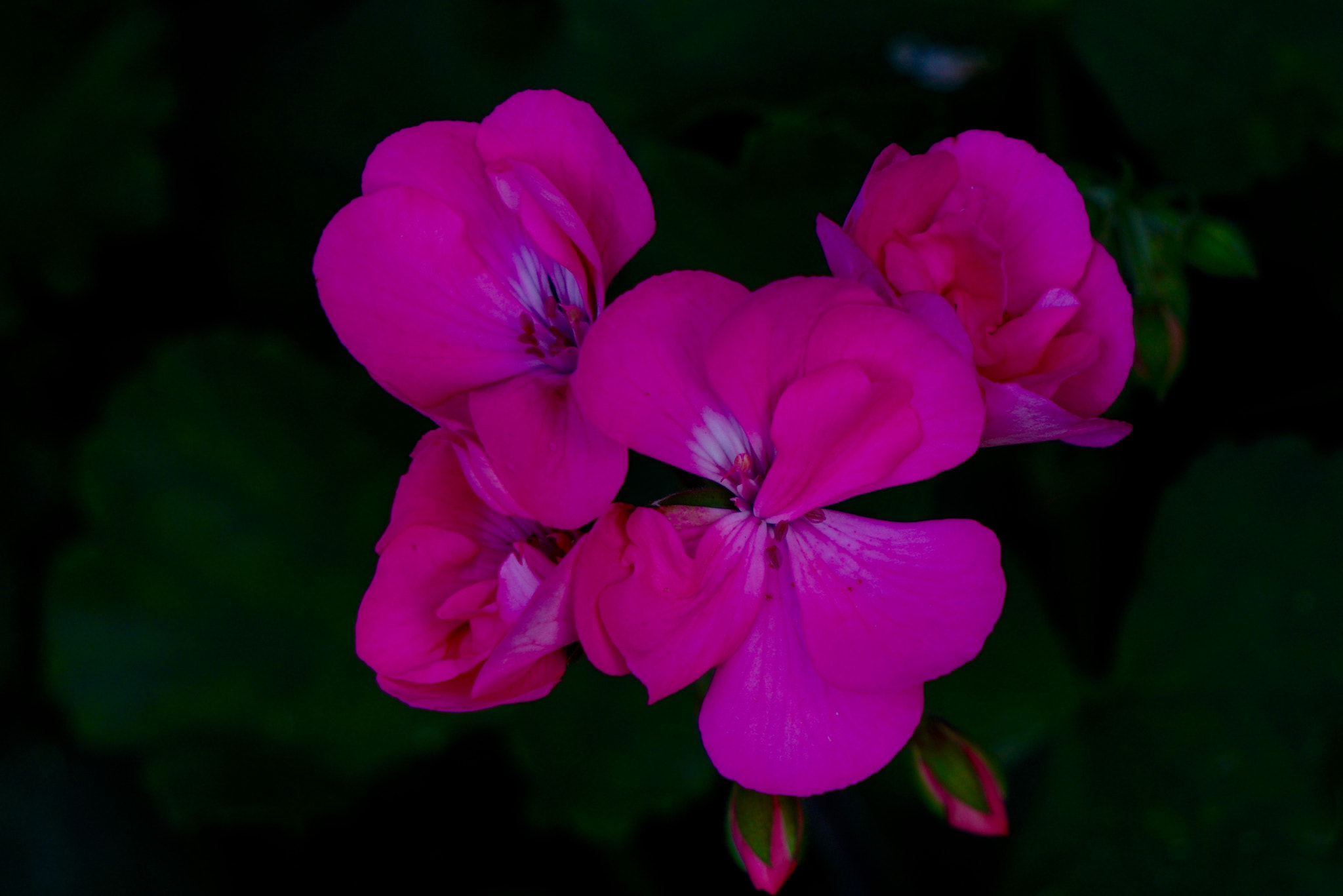Sony E 55-210mm F4.5-6.3 OSS sample photo. Gerani photography