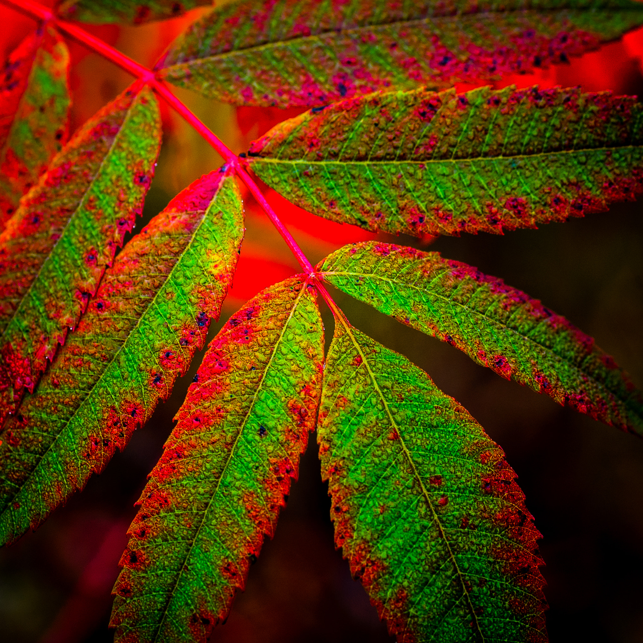 Nikon D70 + Sigma 70mm F2.8 EX DG Macro sample photo. Fall sumac leaves with dew photography