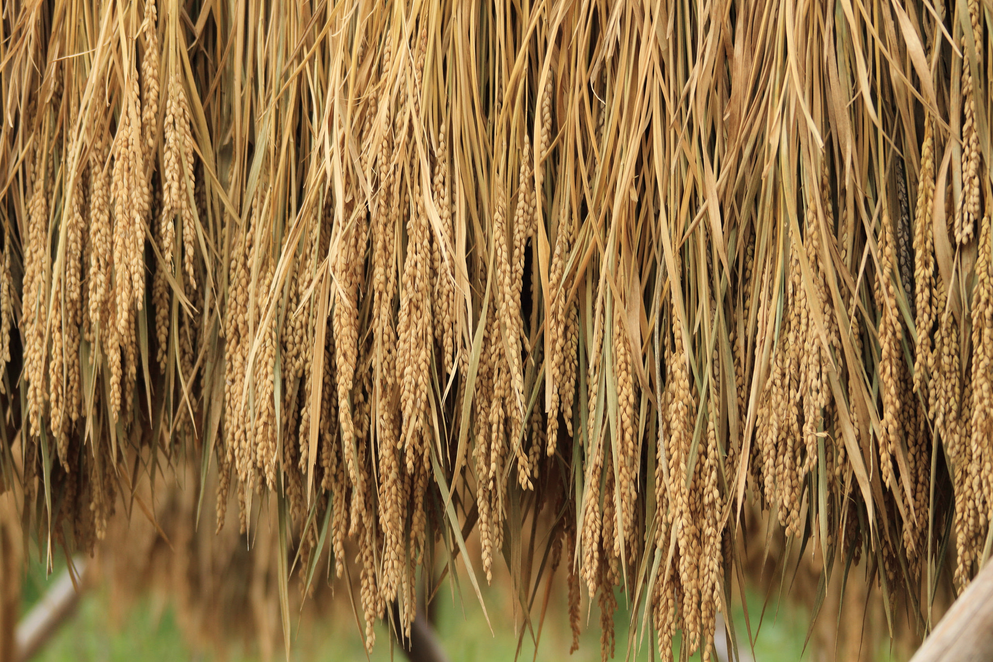 Canon EOS 7D + Canon EF 28-300mm F3.5-5.6L IS USM sample photo. The rice crop, japan. photography