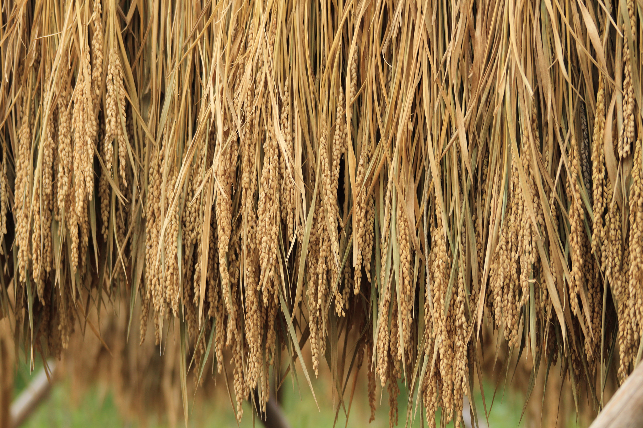 Canon EF 28-300mm F3.5-5.6L IS USM sample photo. The rice crop, japan. photography