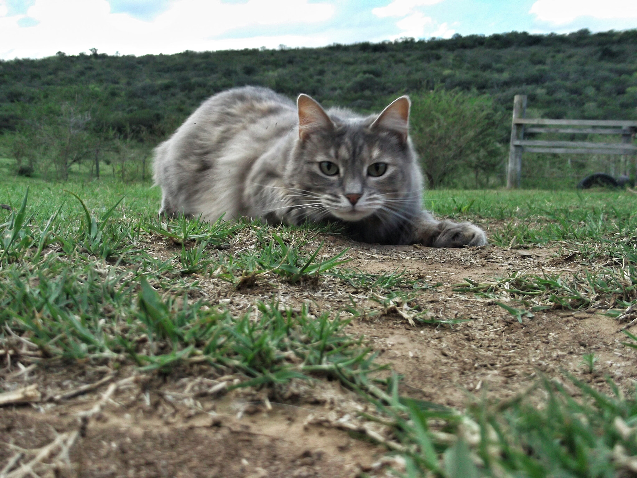 Fujifilm FinePix L30 sample photo. A grey cat in a field photography