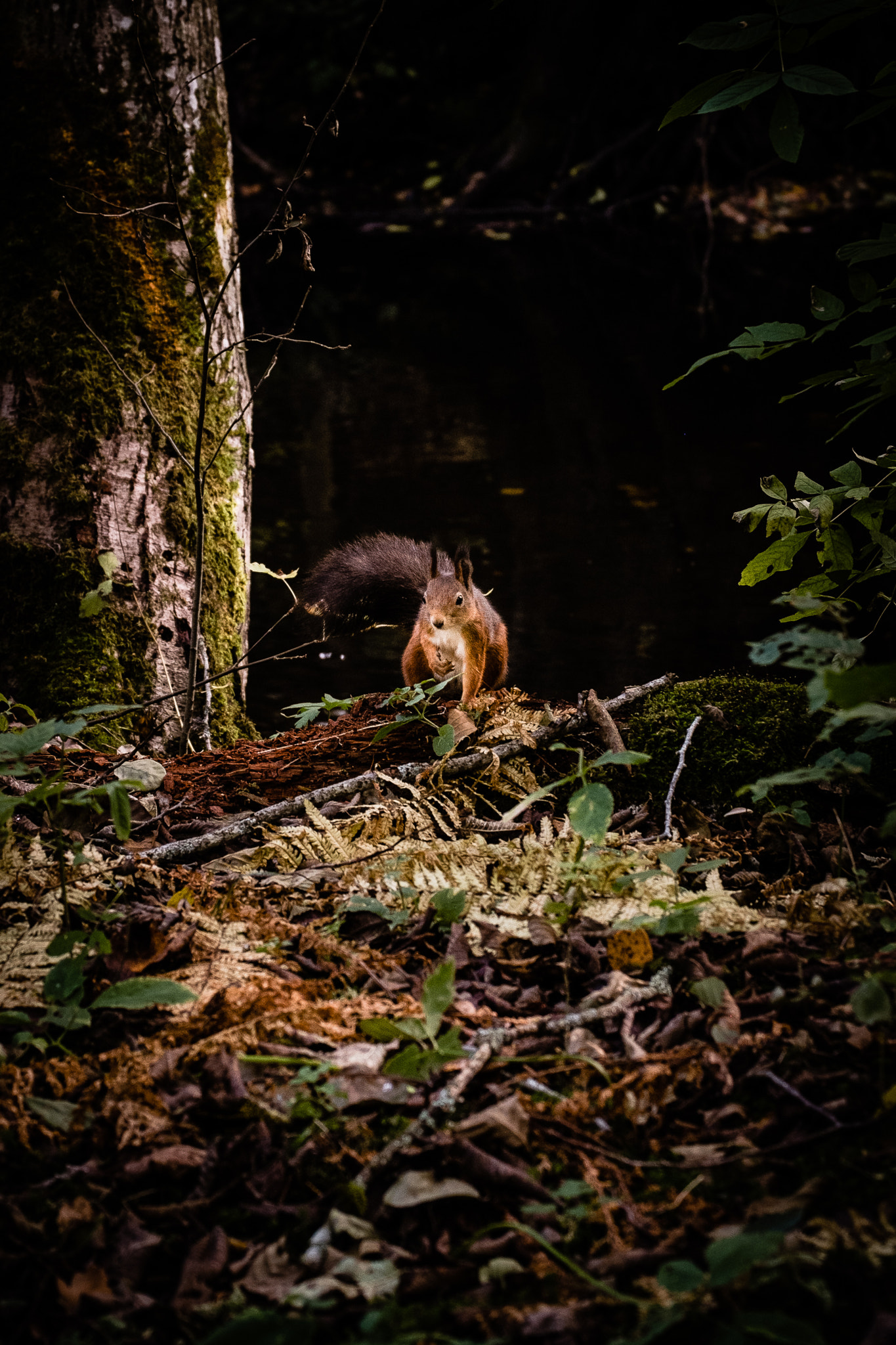 Fujifilm X-E1 + Fujifilm XF 55-200mm F3.5-4.8 R LM OIS sample photo. Squirrel photography
