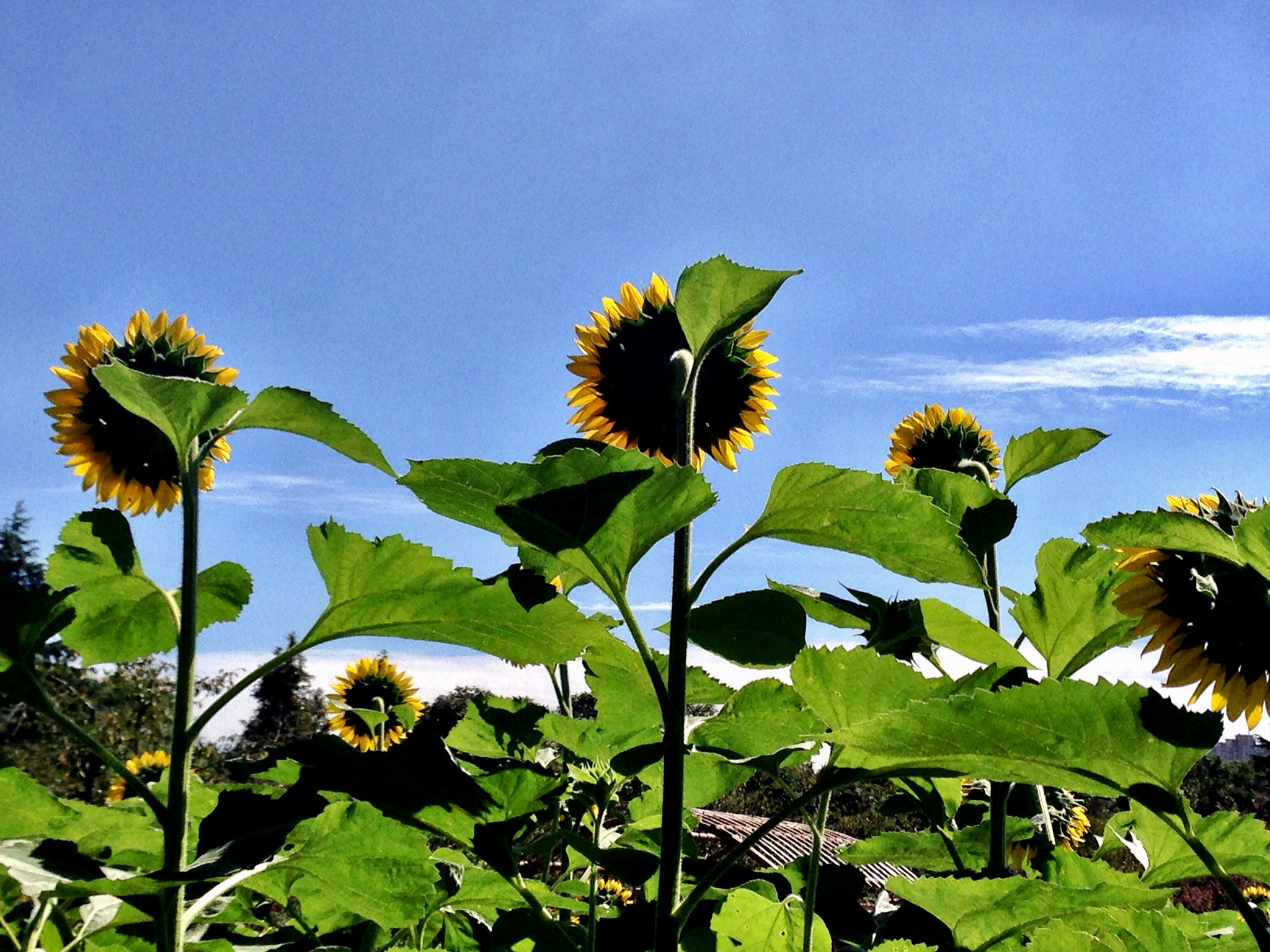 Apple iPhone5,2 sample photo. Sunflowers 向日葵 photography