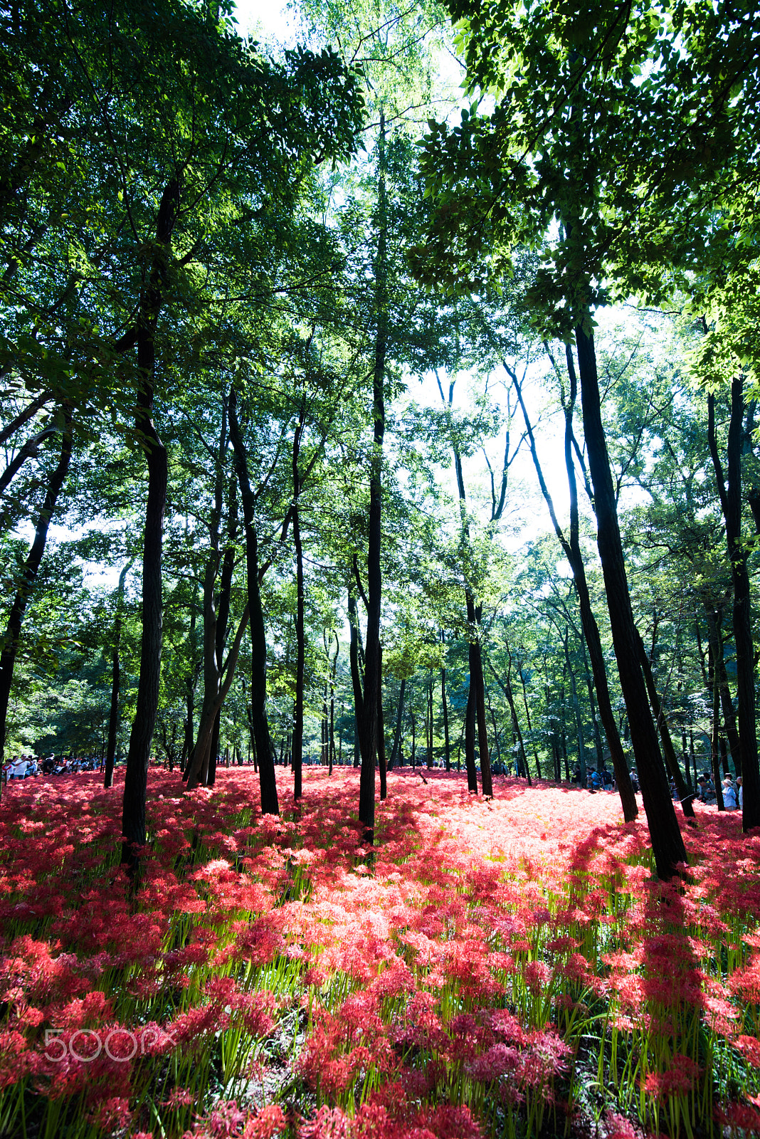 Nikon D750 sample photo. Red forest photography