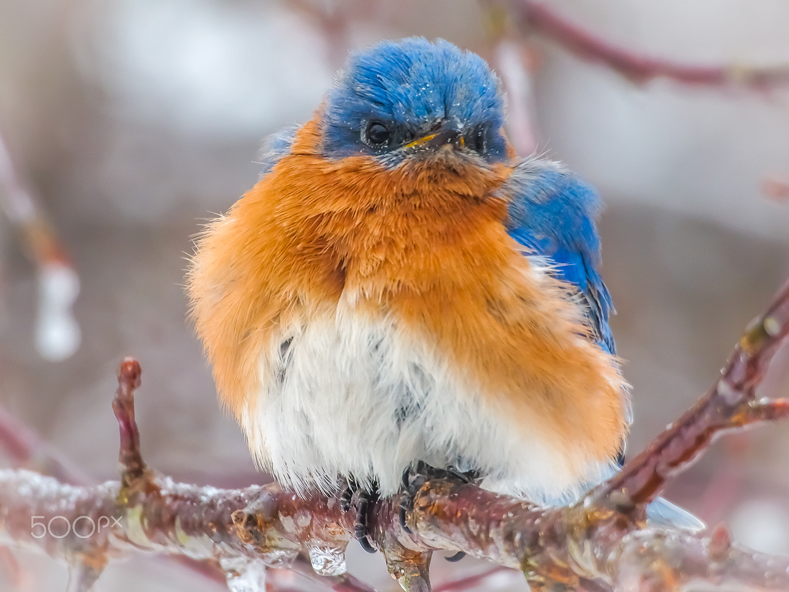Olympus PEN E-PL5 sample photo. Angry bluebird photography