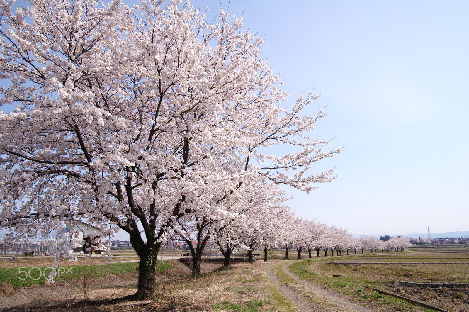 KONICA MINOLTA ALPHA-7 DIGITAL sample photo. Cherry blossoms 5 photography