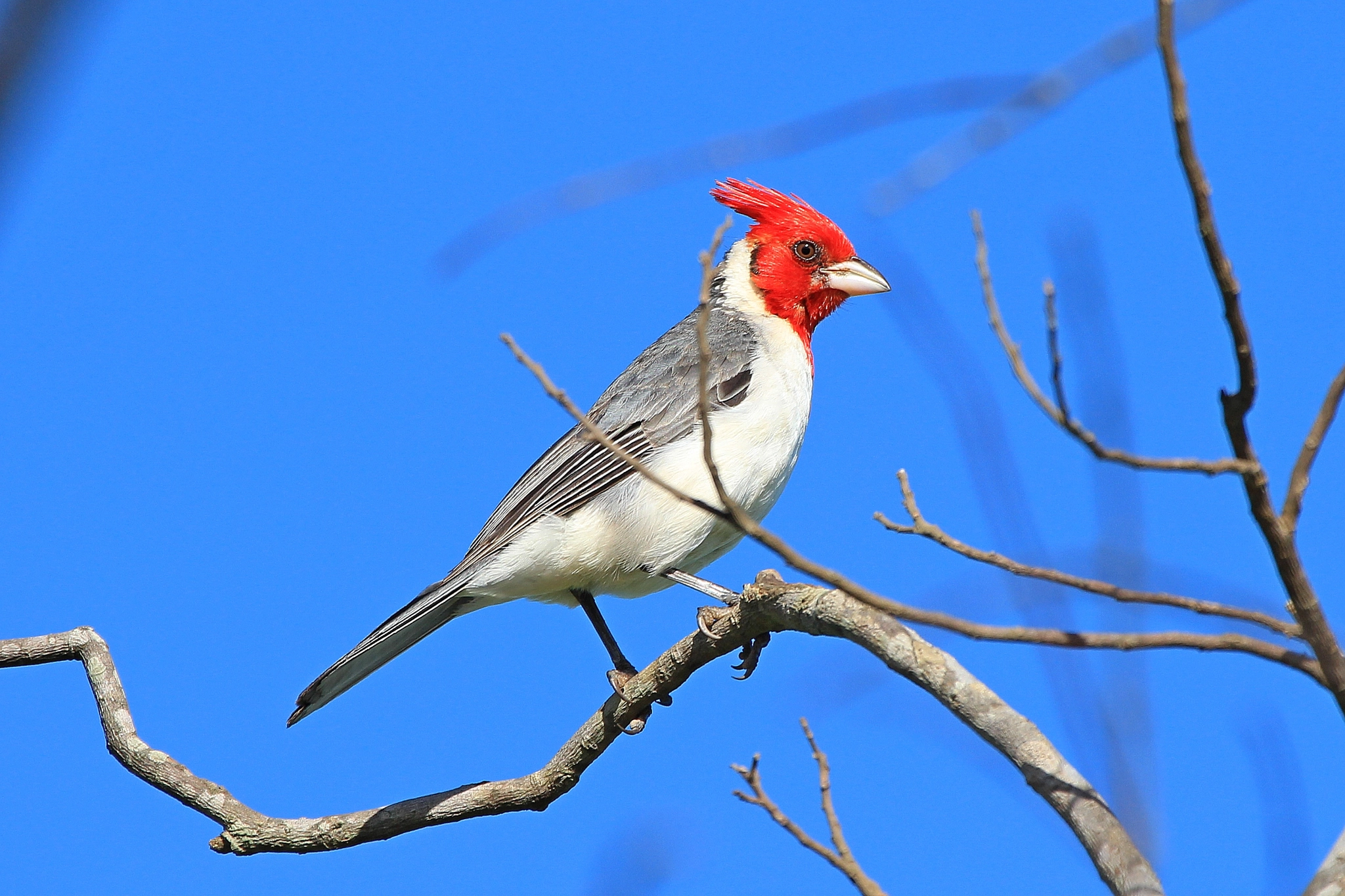 Canon EF 100-400mm F4.5-5.6L IS USM sample photo. Red-crested cardinal photography