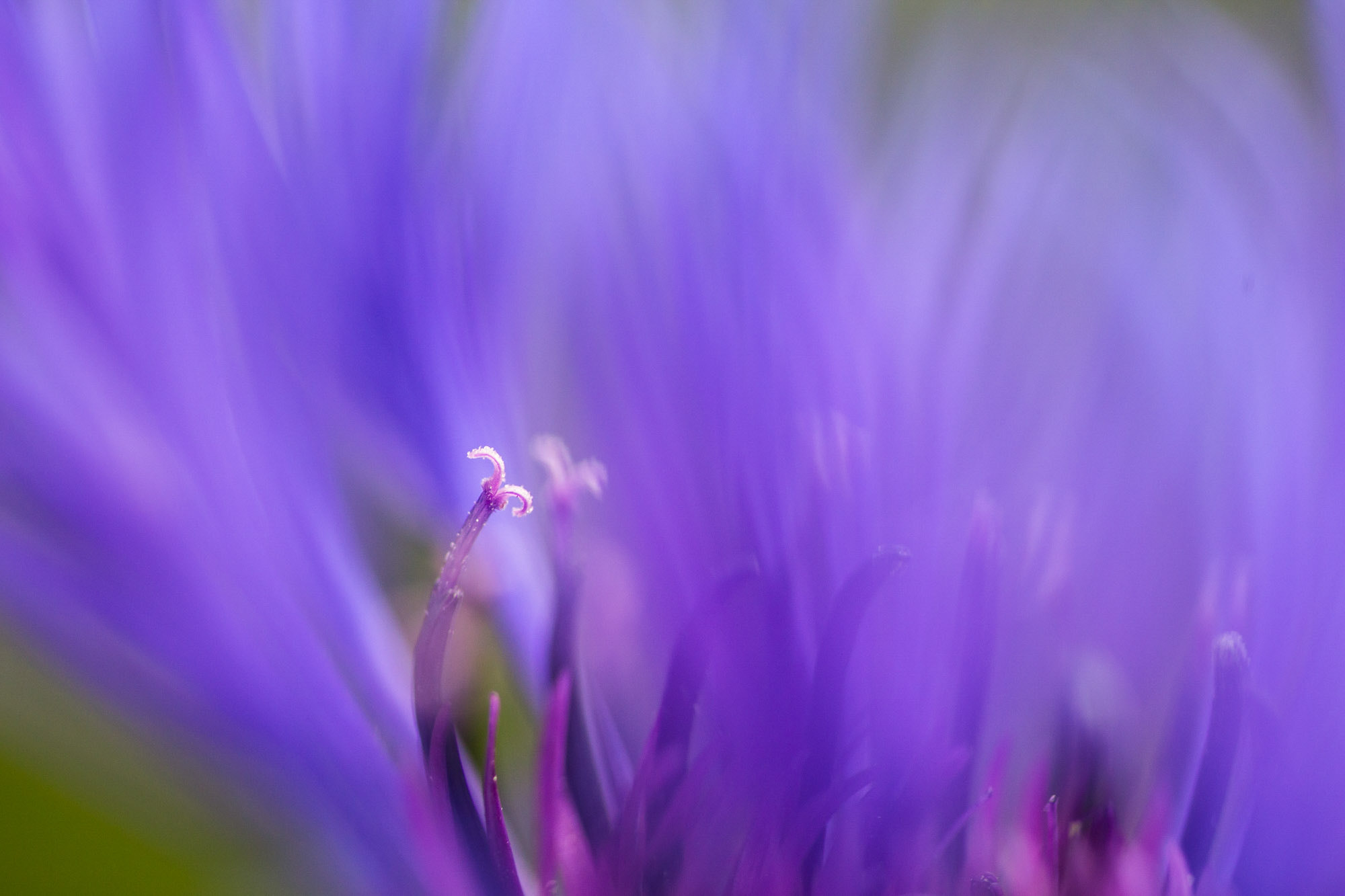 Canon EOS 6D + Tamron SP AF 90mm F2.8 Di Macro sample photo. Lilah photography