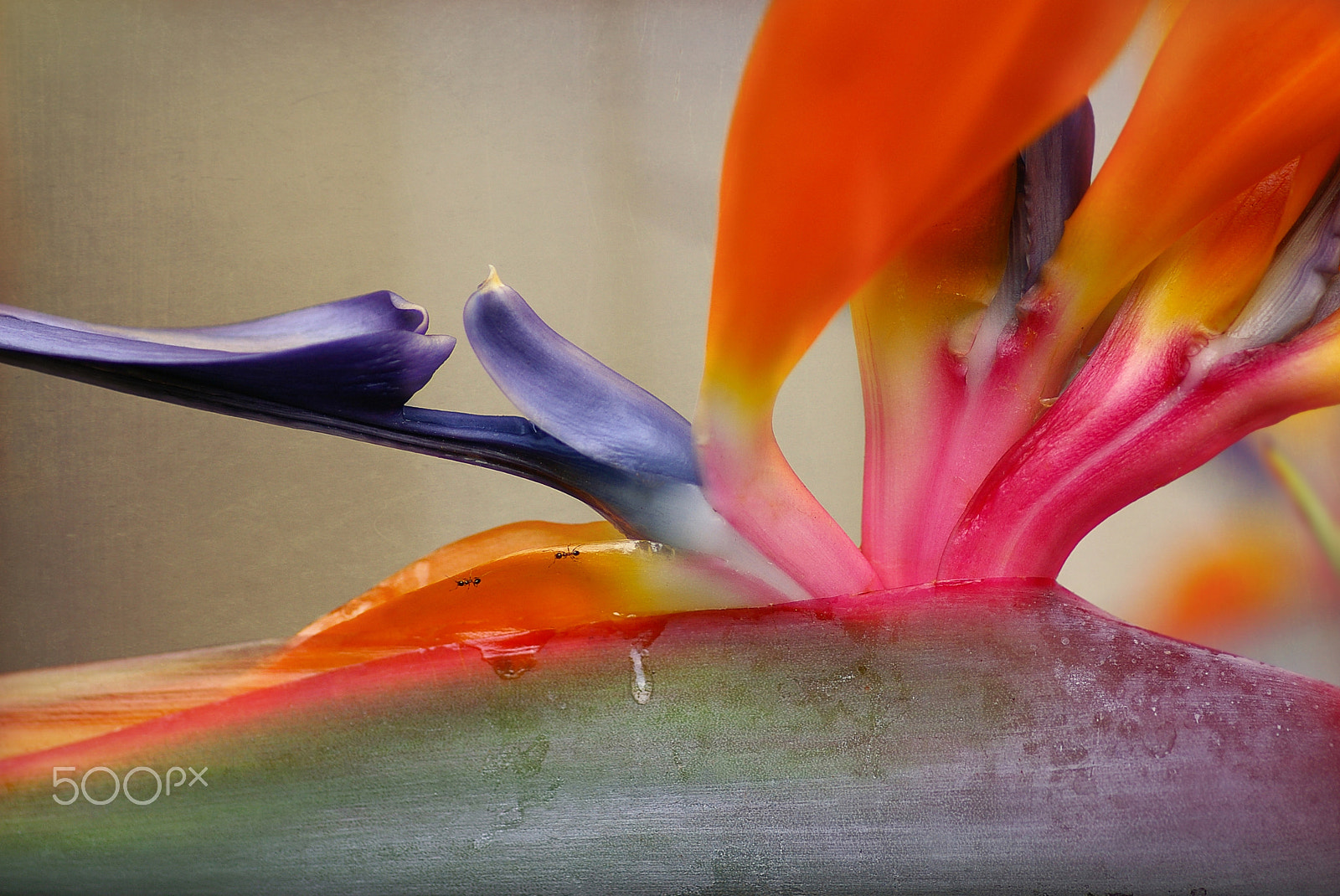 Pentax *ist DL sample photo. Strelitzia macro photography