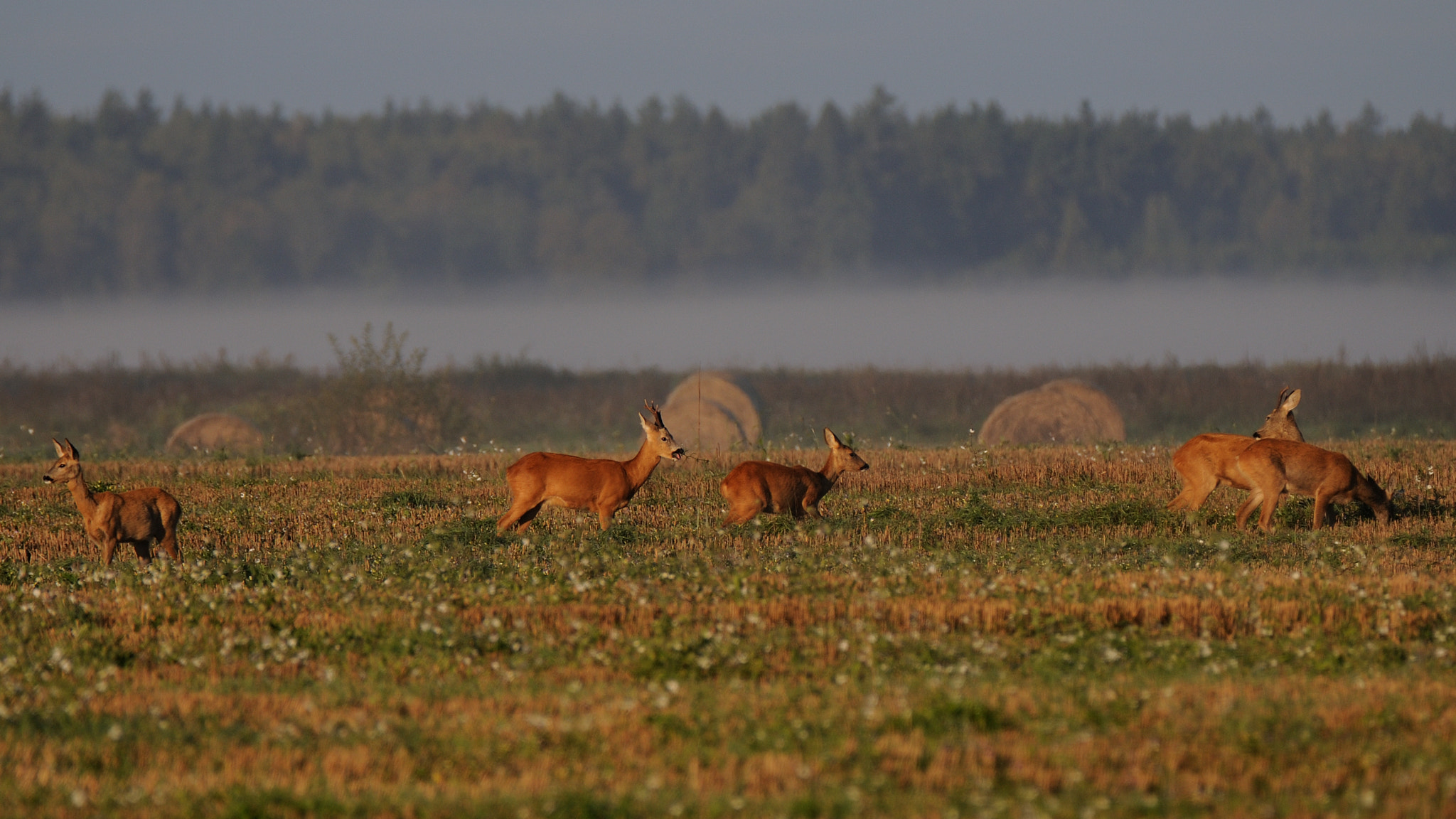 Nikon D300 sample photo. Stirna capreolus capreolus roe deer photography