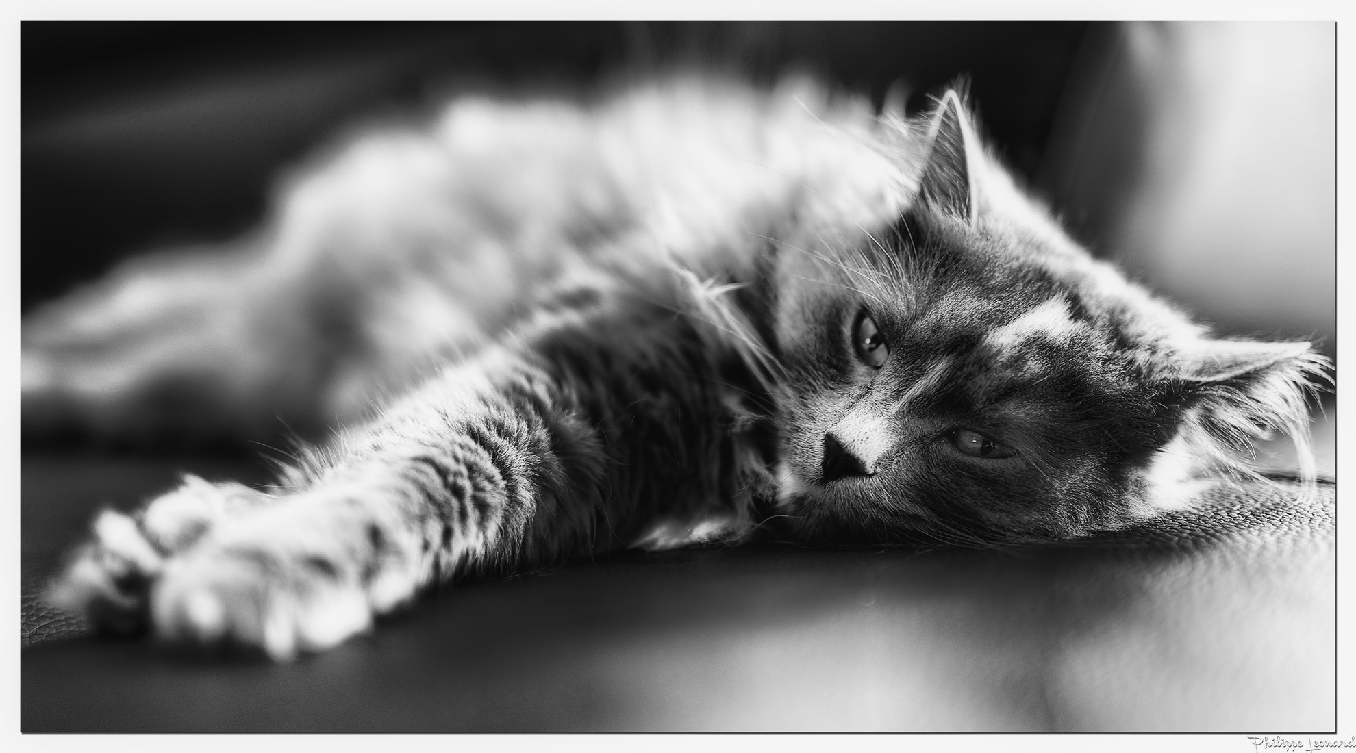 Nikon D600 sample photo. Cat woman | maine coon photography