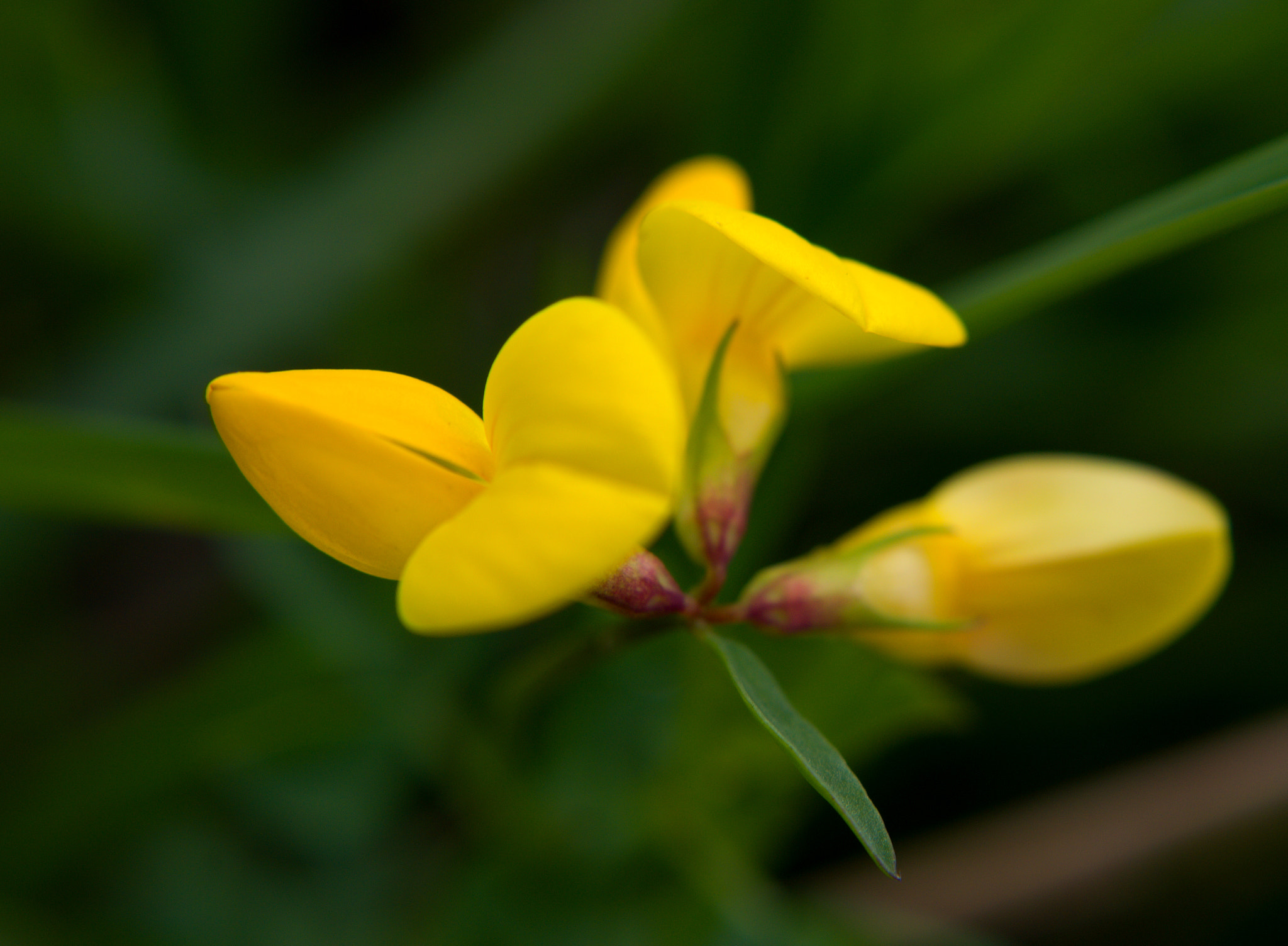 Nikon D3200 + 18.00 - 55.00 mm f/3.5 - 5.6 sample photo. Yellow flower photography