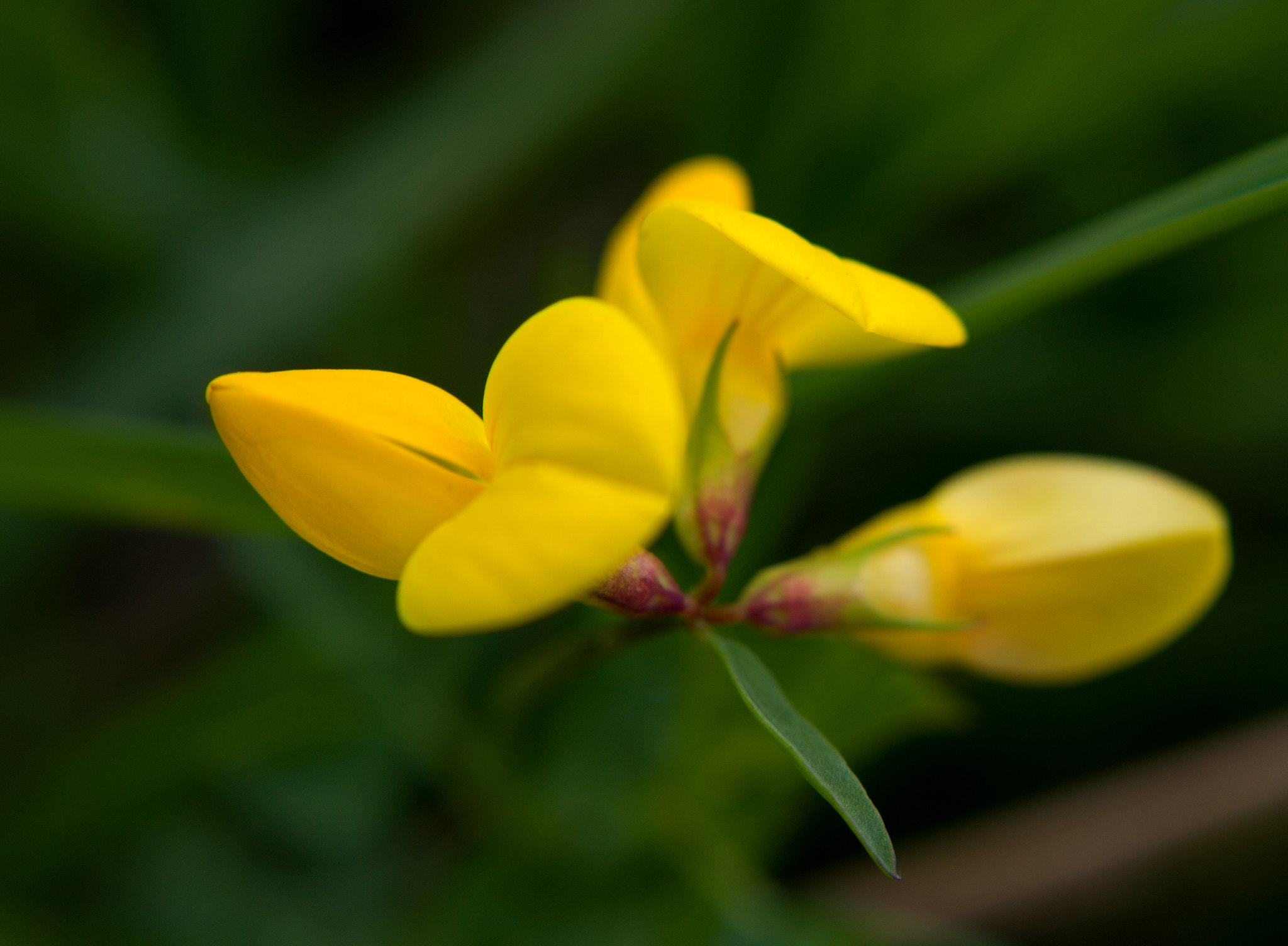 18.00 - 55.00 mm f/3.5 - 5.6 sample photo. Yellow flower photography