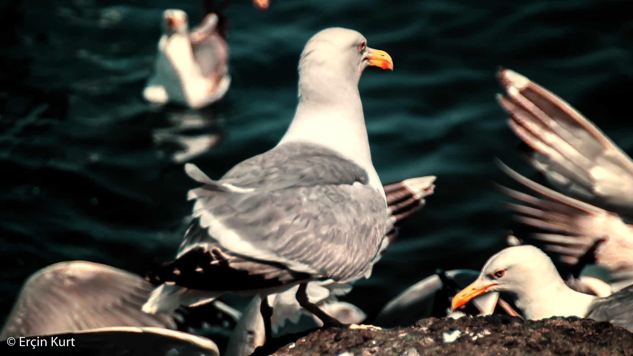 Nikon D40 sample photo. Seagull photography