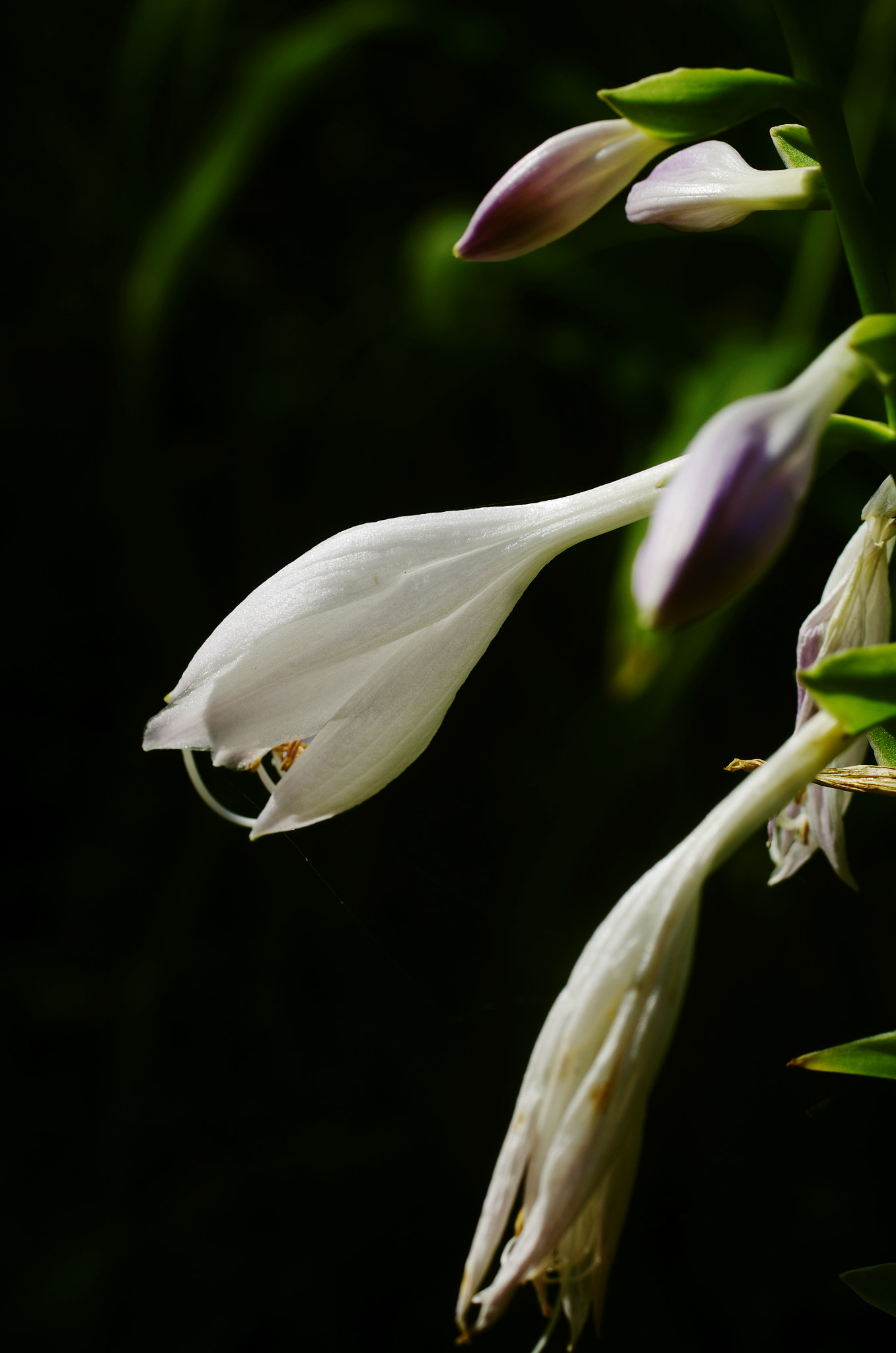 Pentax K-5 sample photo. Flower photography