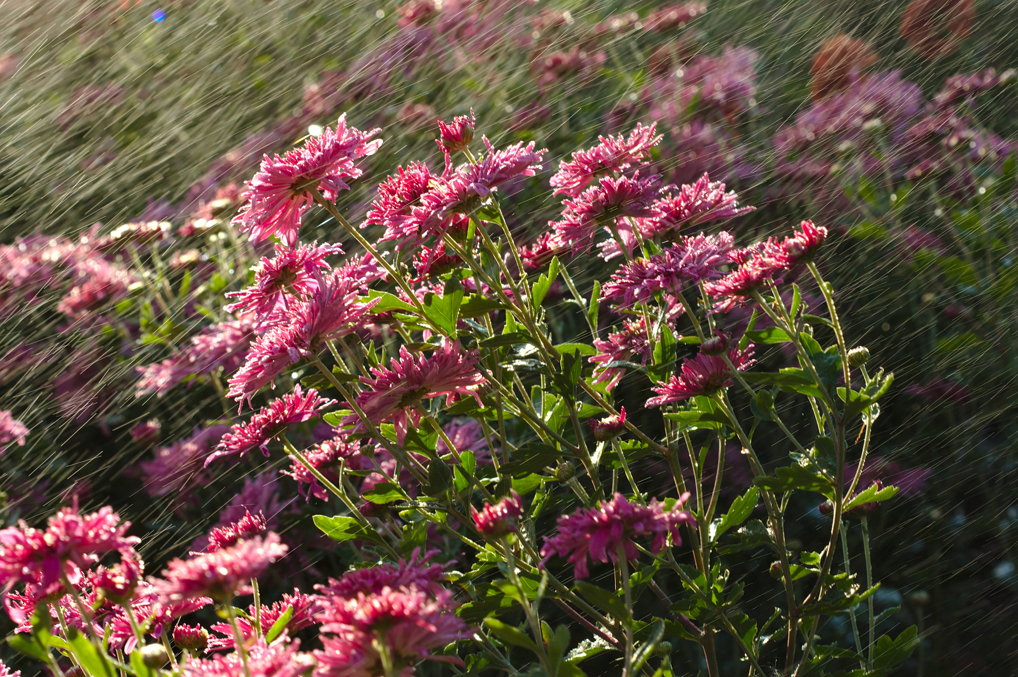 Canon EF 100mm F2.8 Macro USM sample photo. Splashes photography