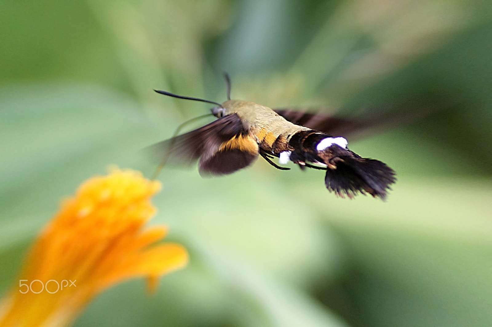 Canon EOS 600D (Rebel EOS T3i / EOS Kiss X5) + Tamron SP AF 90mm F2.8 Di Macro sample photo. Hummingbird hark moth photography