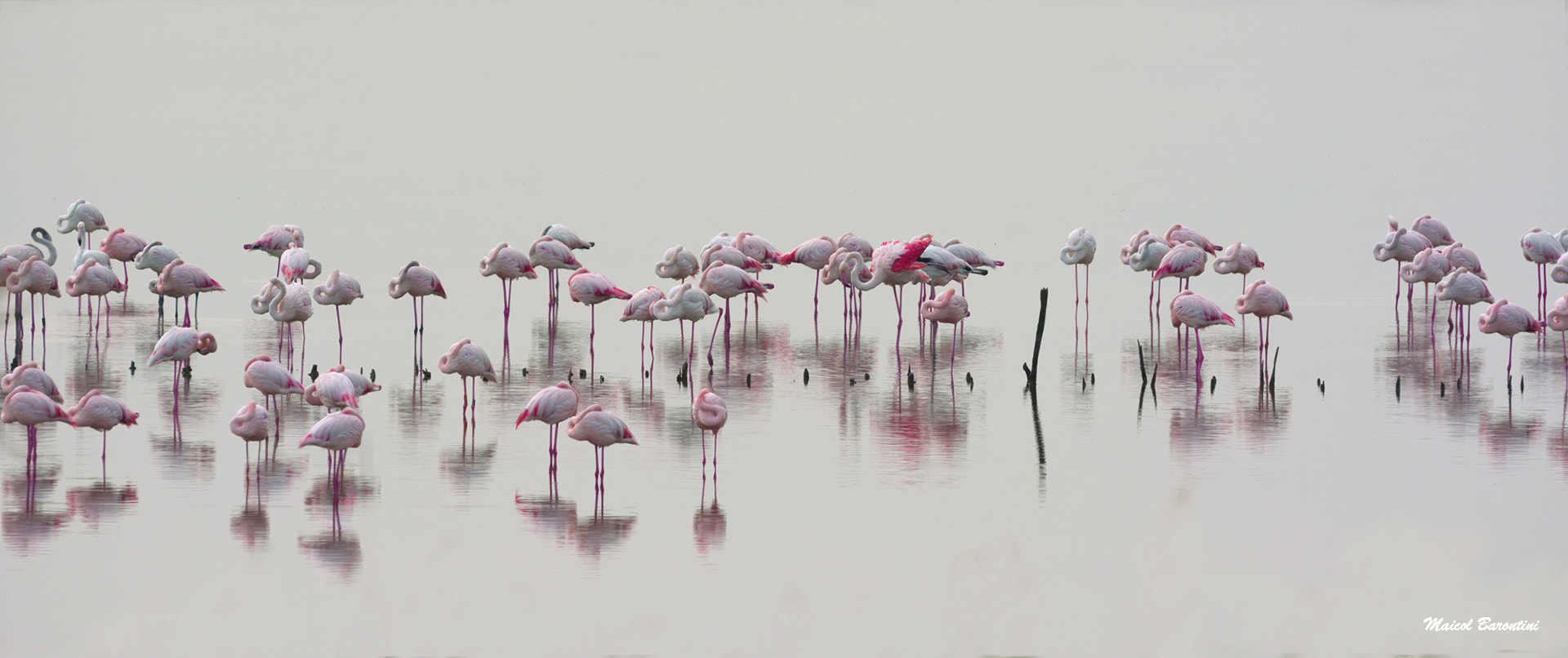 Sigma 120-400mm F4.5-5.6 DG OS HSM sample photo. Il riposo dei fenicotteri nelle valli di comacchio photography