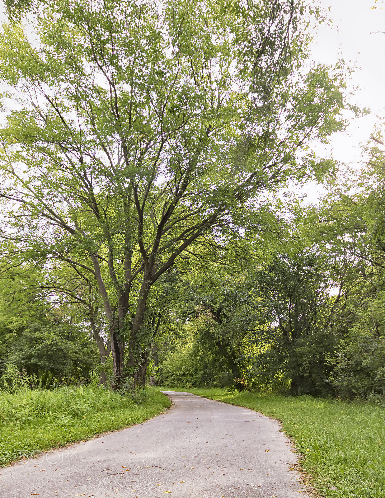 Canon EOS 760D (EOS Rebel T6s / EOS 8000D) sample photo. Trees over the trail photography