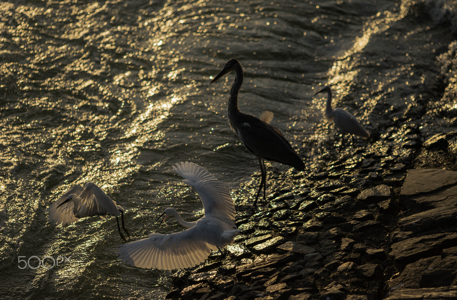 Sony a7 II + Canon EF 200mm F2.8L II USM sample photo. Heron photography